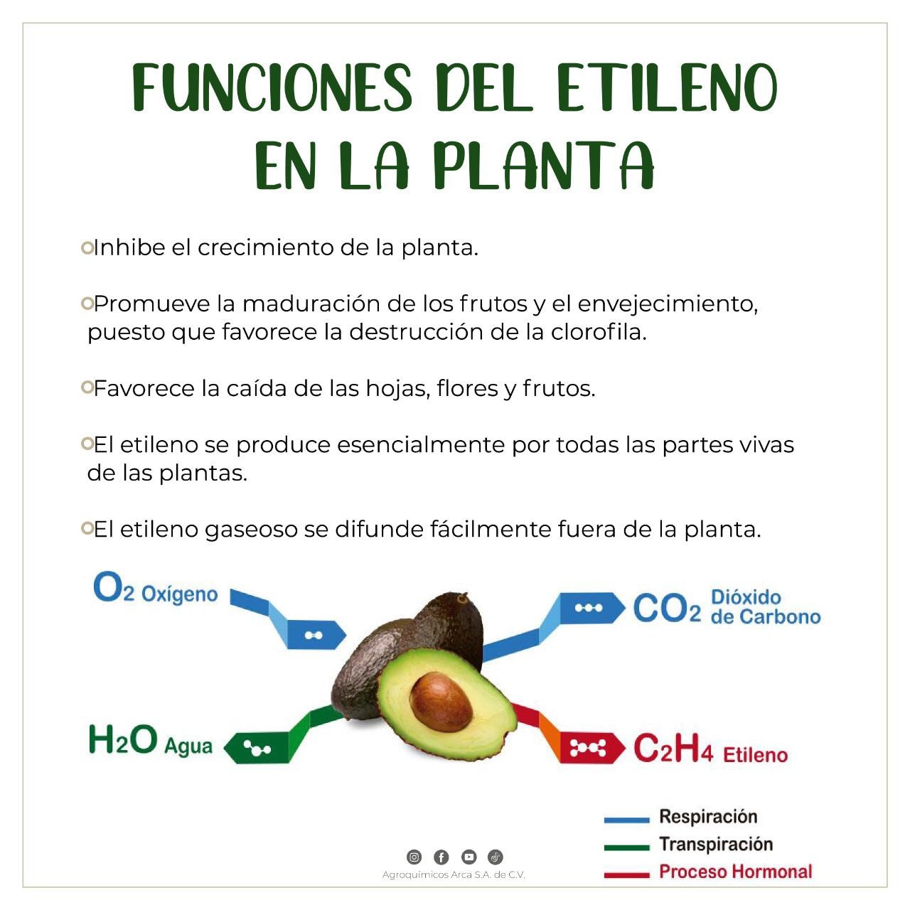 Agroquímicos - Funciones del etileno en la planta 🍅🌱👨🏻‍🌾 🟡El etileno ...