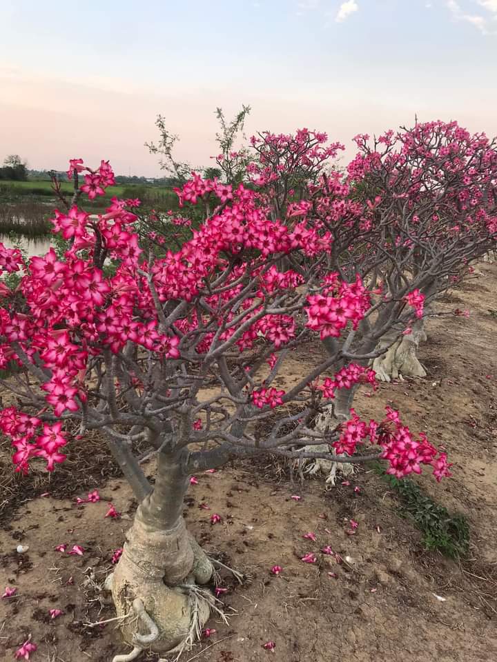 Palawan Adenium Garden added a... - Palawan Adenium Garden