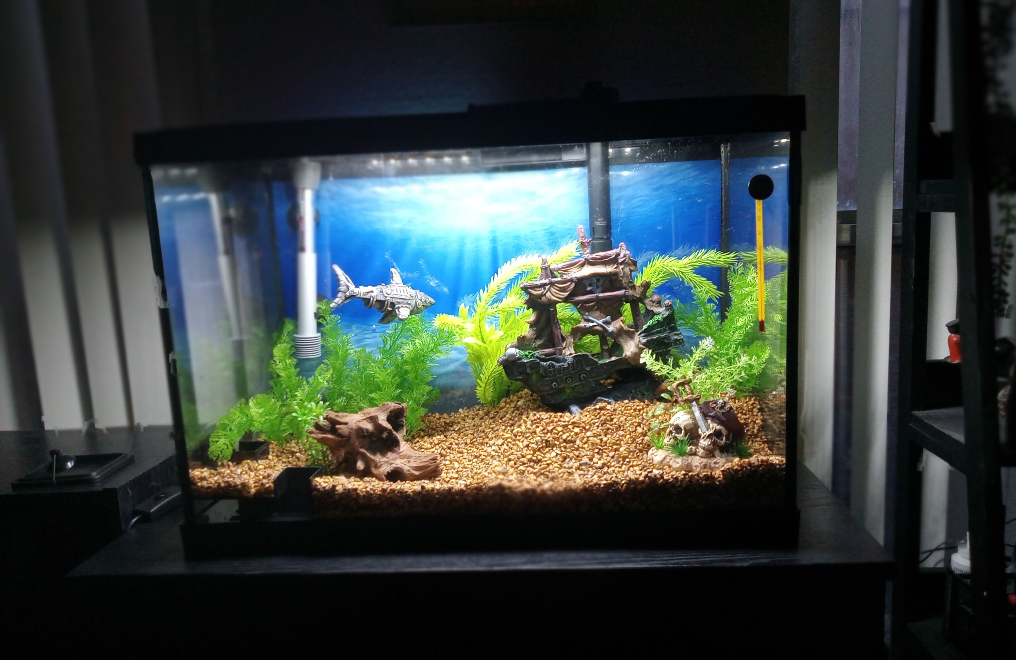 Introducing a new fish tank setup