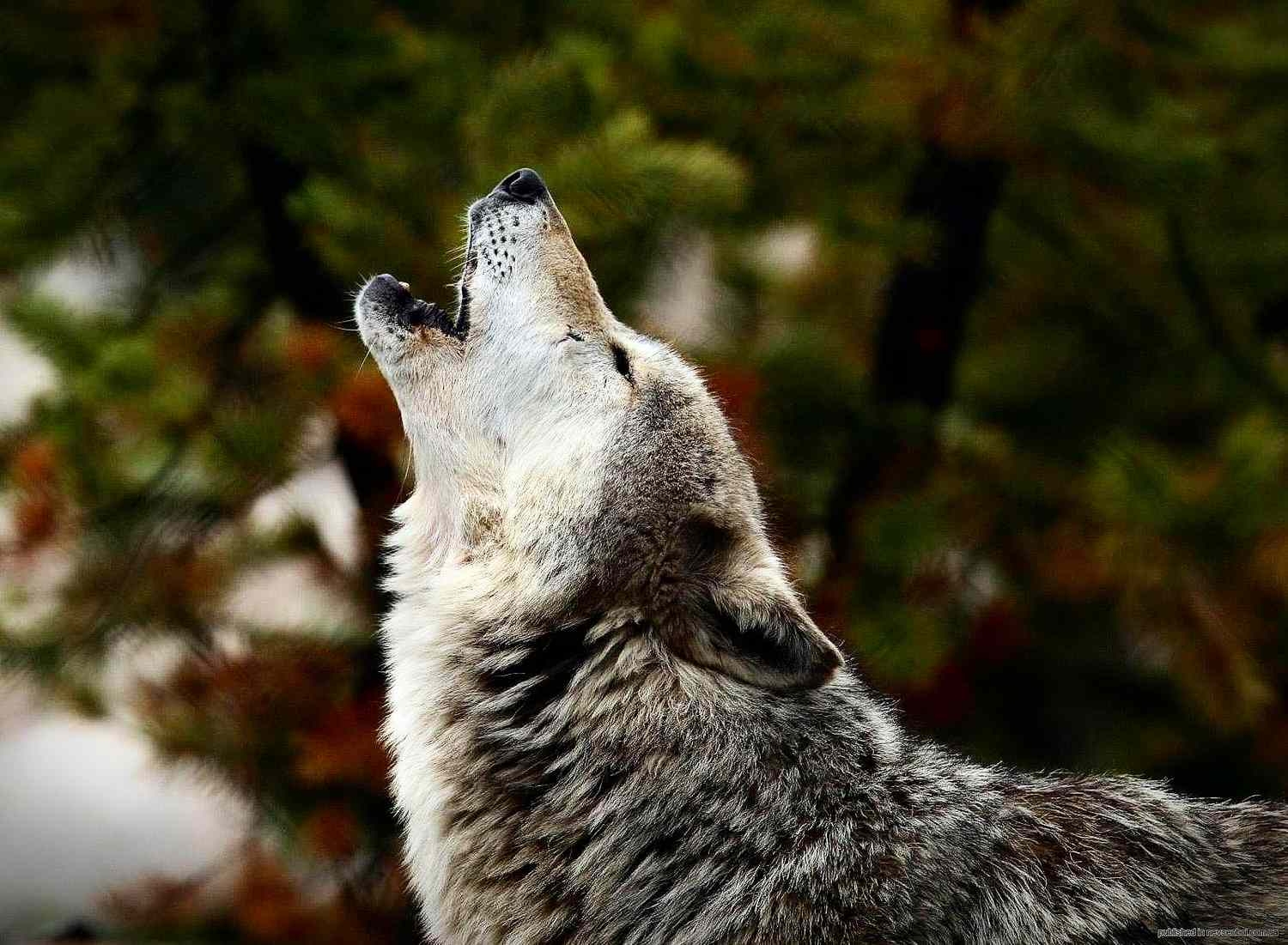 Echoes of the Pack In fields where laughter echoes clear, Beneath the ...