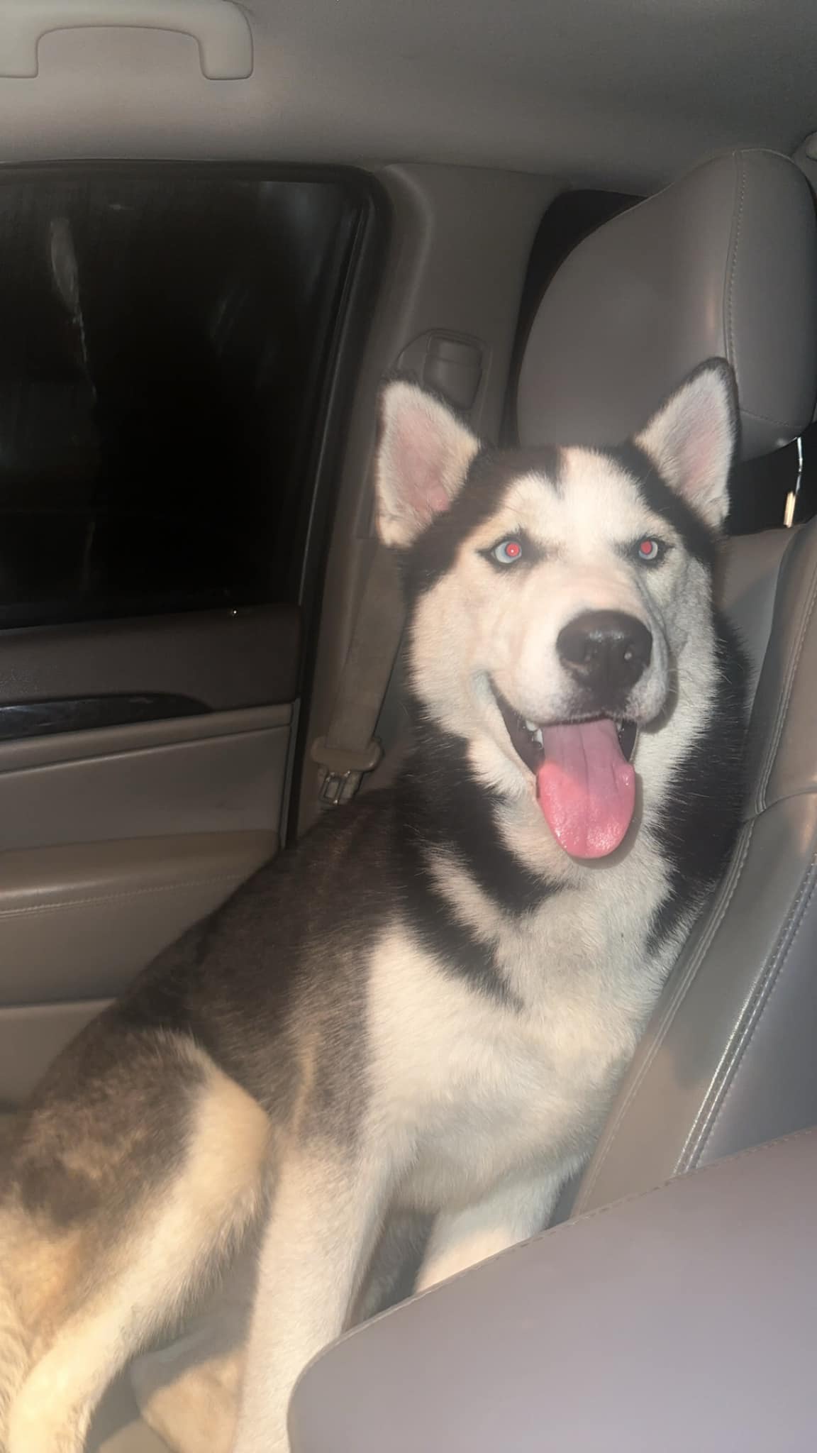 Kisa❤︎様 Found dog in Rolla, MO, near Sirloin Stockade