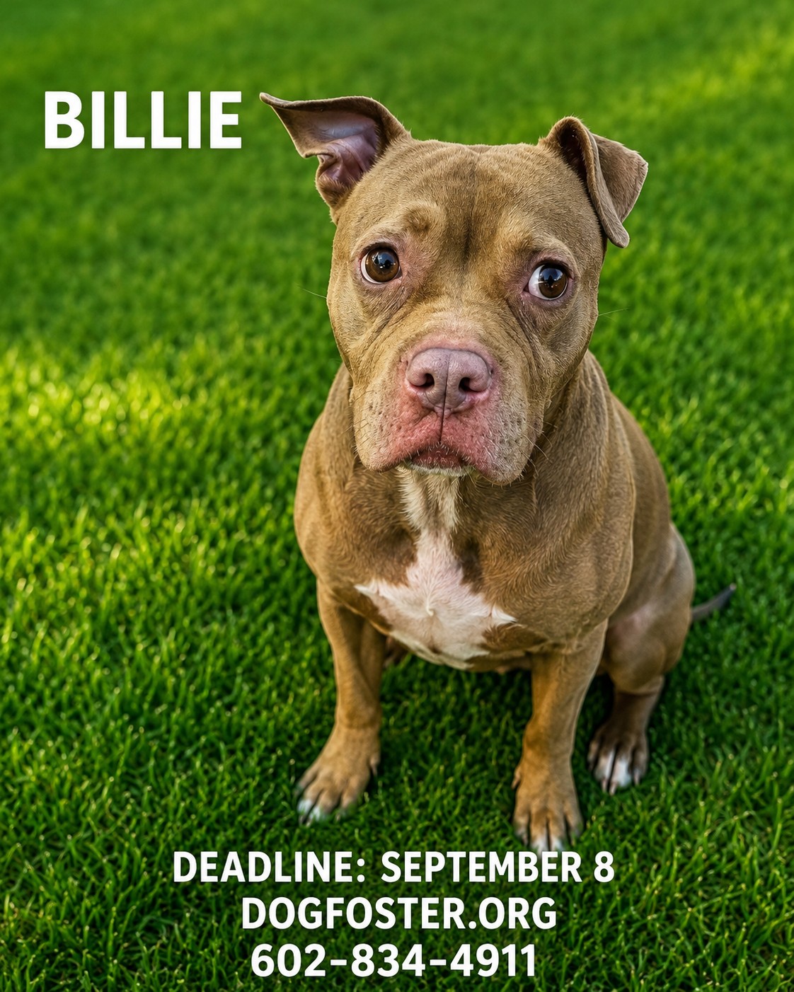 Urgent Dog Alert: Adopt or Foster Spoon Bill by Thursday, 9/10 at