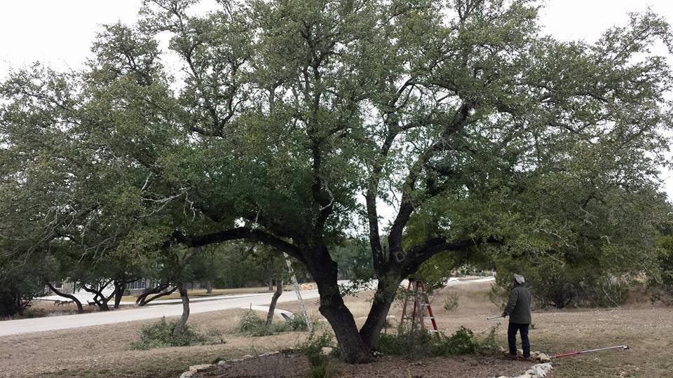 Live oak tree service | San Antonio TX
