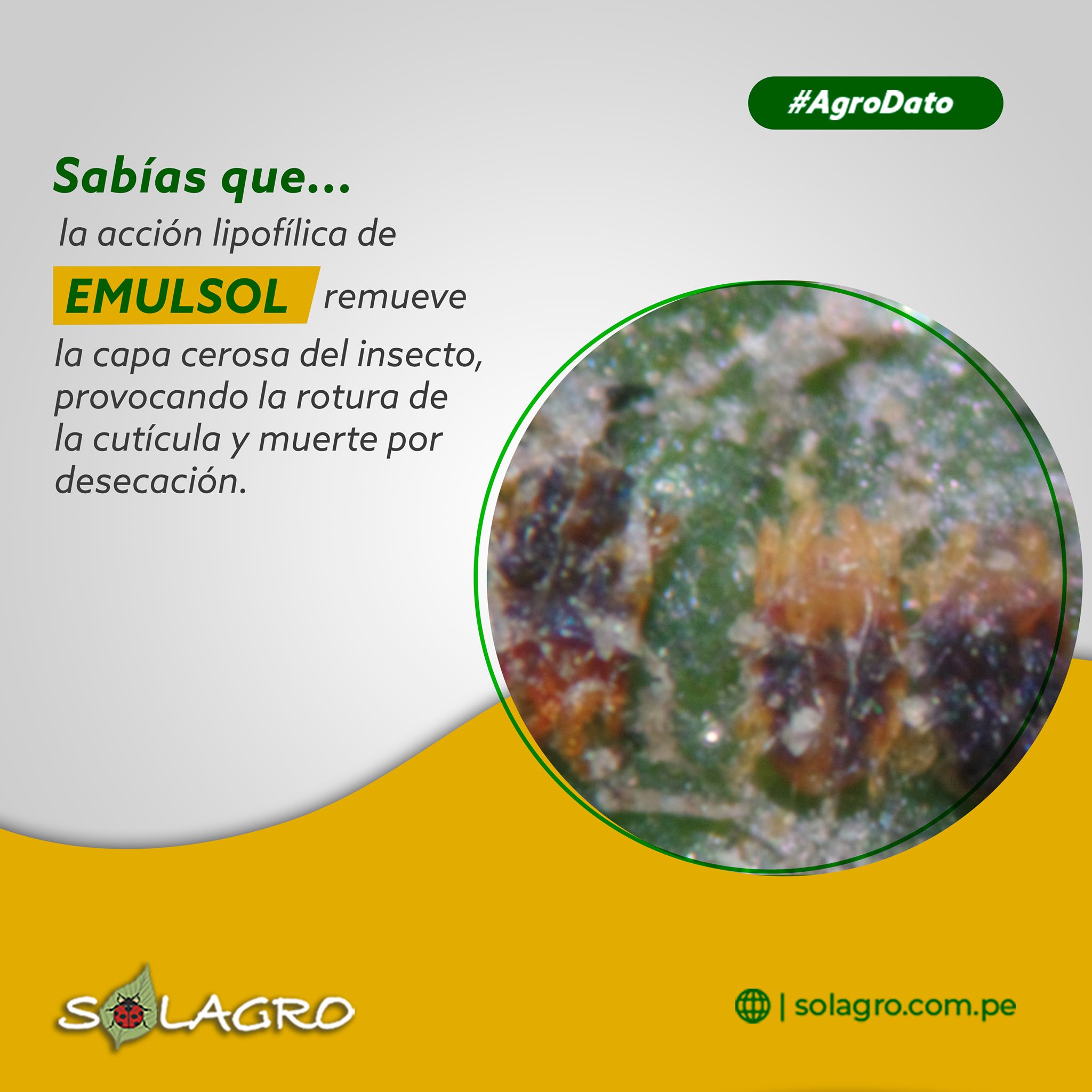Solagro - EMULSOL, es un bioinsecticida agrícola de origen... | Facebook
