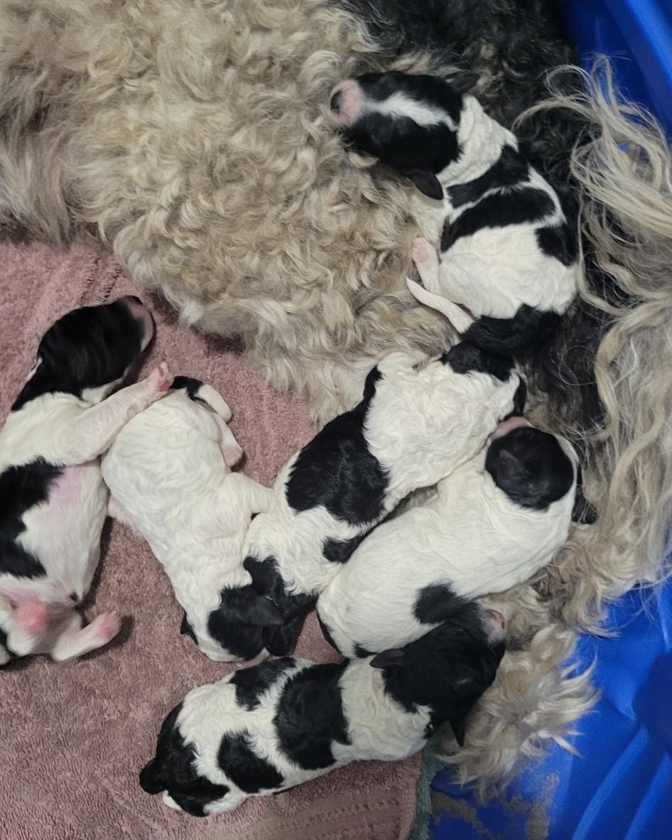 Our sweet... - Golden feather farm of Doodles and Poodles