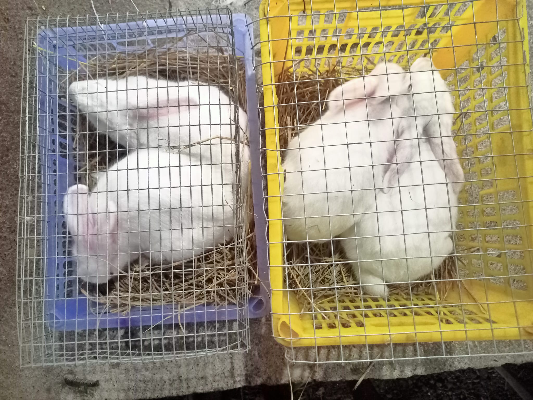 The Rabbit & Co