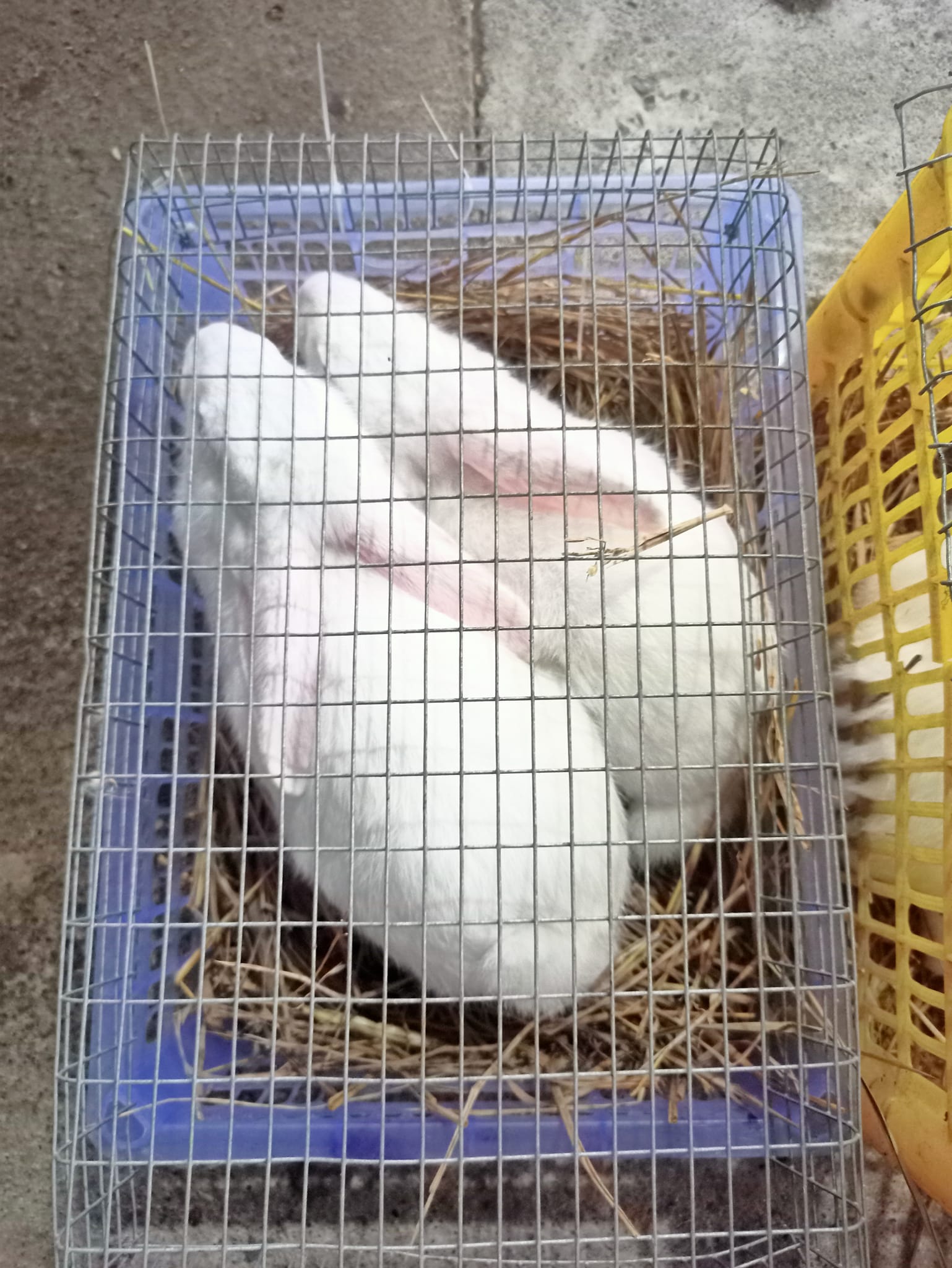 The Rabbit & Co