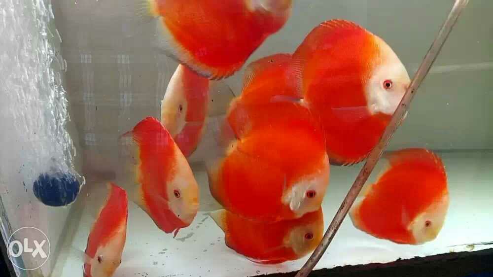 discus.tank - discus.tank added a new photo — in...