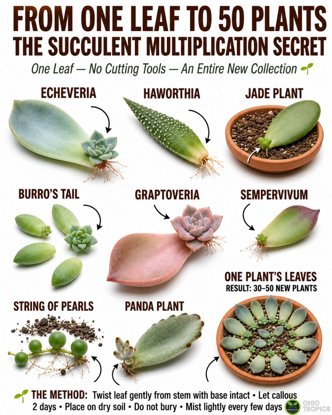 If you have never propagated succulents from leaves before, the first time it works feels almost like a magic trick. A single detached leaf, sitting on dry soil doing apparently nothing, suddenly