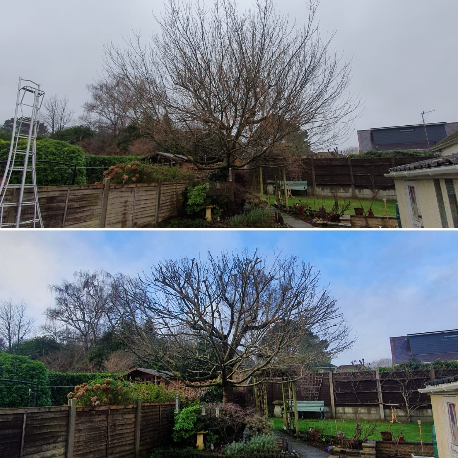 B Draper TREE Services