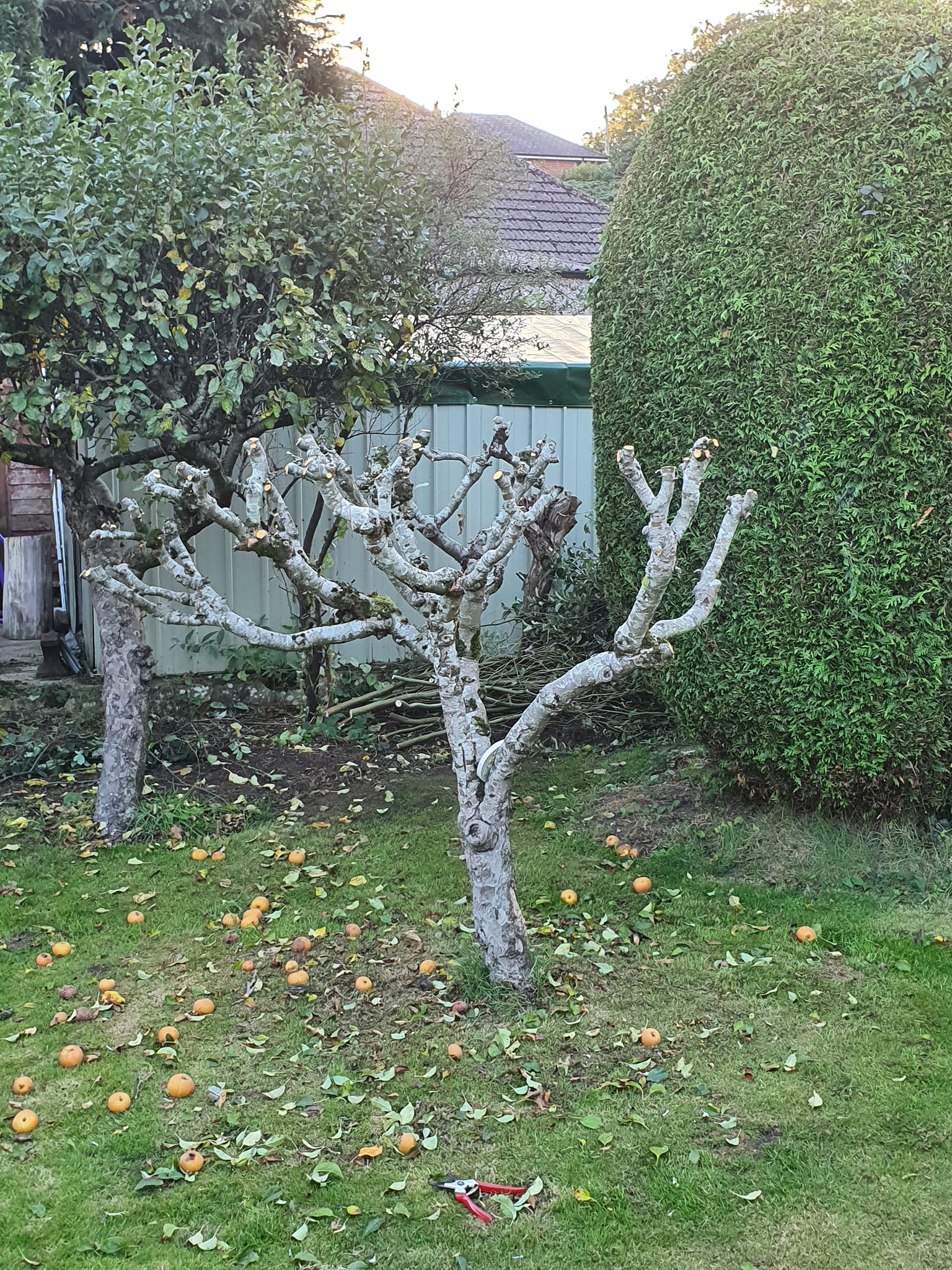 B Draper TREE Services