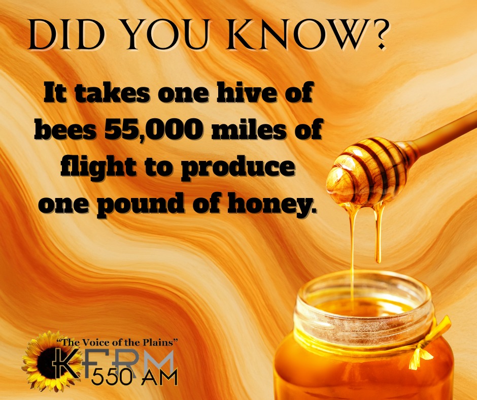🐝 55,000 miles. 1 pound of honey.... - KFRM 550 AM Farm Radio | Facebook