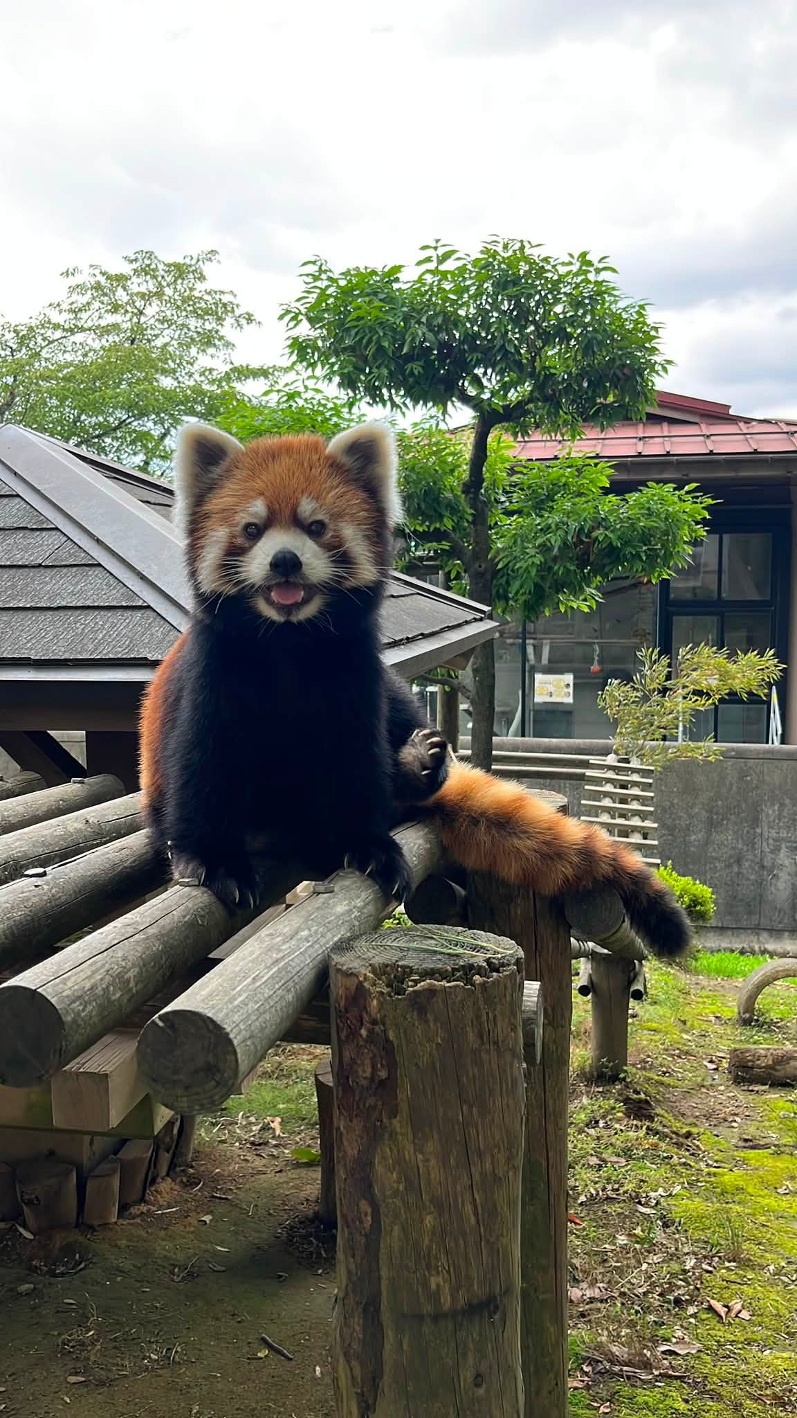 本日は休園です。 #鯖江市西山動物園 #レッサーパンダ #かんた #サマー