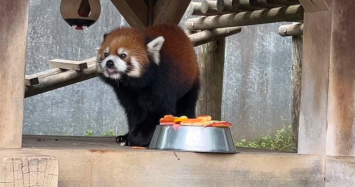本日は休園です。 #鯖江市西山動物園 #レッサーパンダ #かんた #サマー