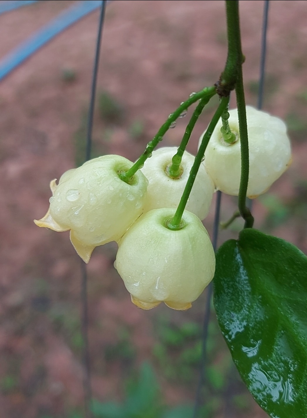 Hoya Inflata 💐💐💐