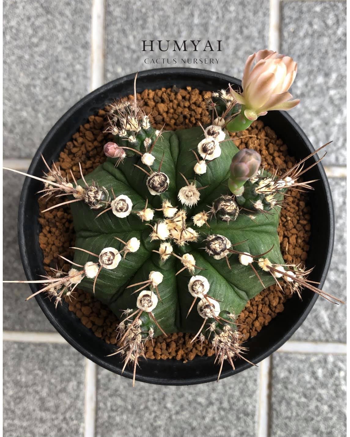 Humyai Cactus - ไม้ชำหน่อจะมีมาลงขาย เร็วๆนี้นะคะ 🌵...