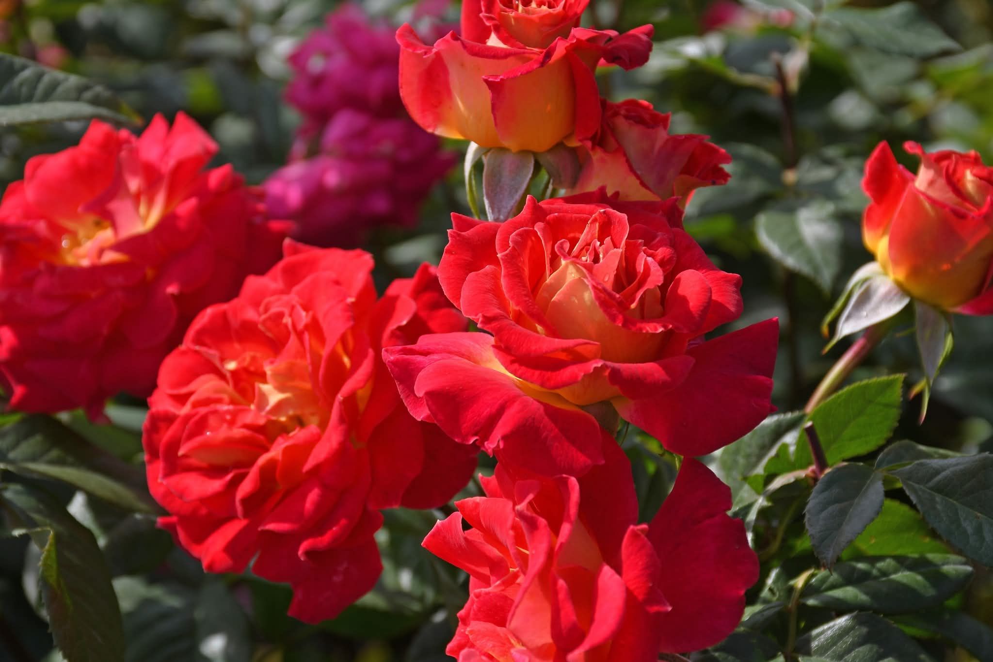 バラの家 【バラ苗専門店】 - 赤紫の花色は開花につれ青みを増しより