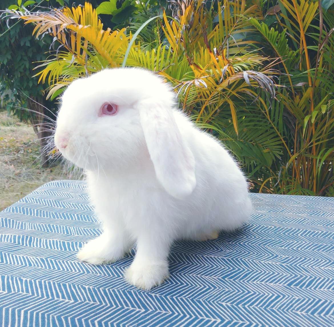 Rabbit Angel - Rabbit Angel added a new photo.