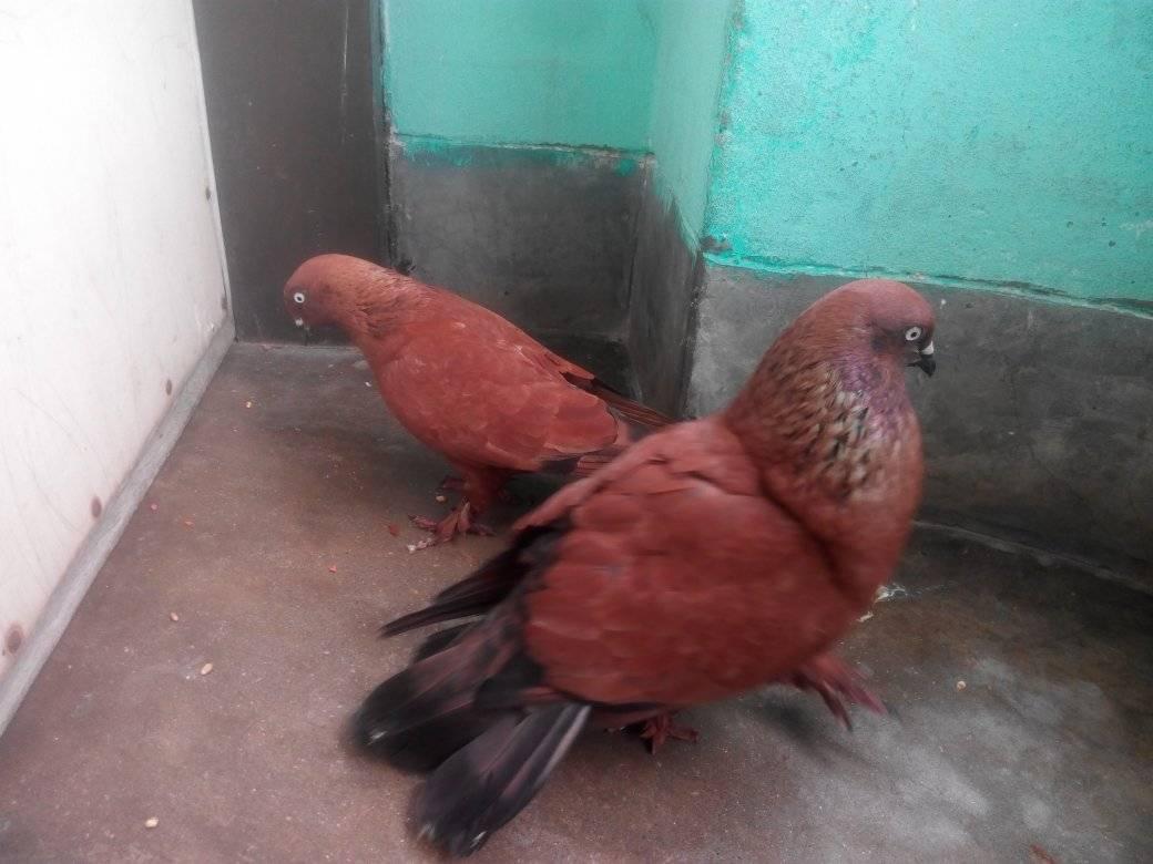 Kobutor Haat (কবুতর হাট) | Facebook