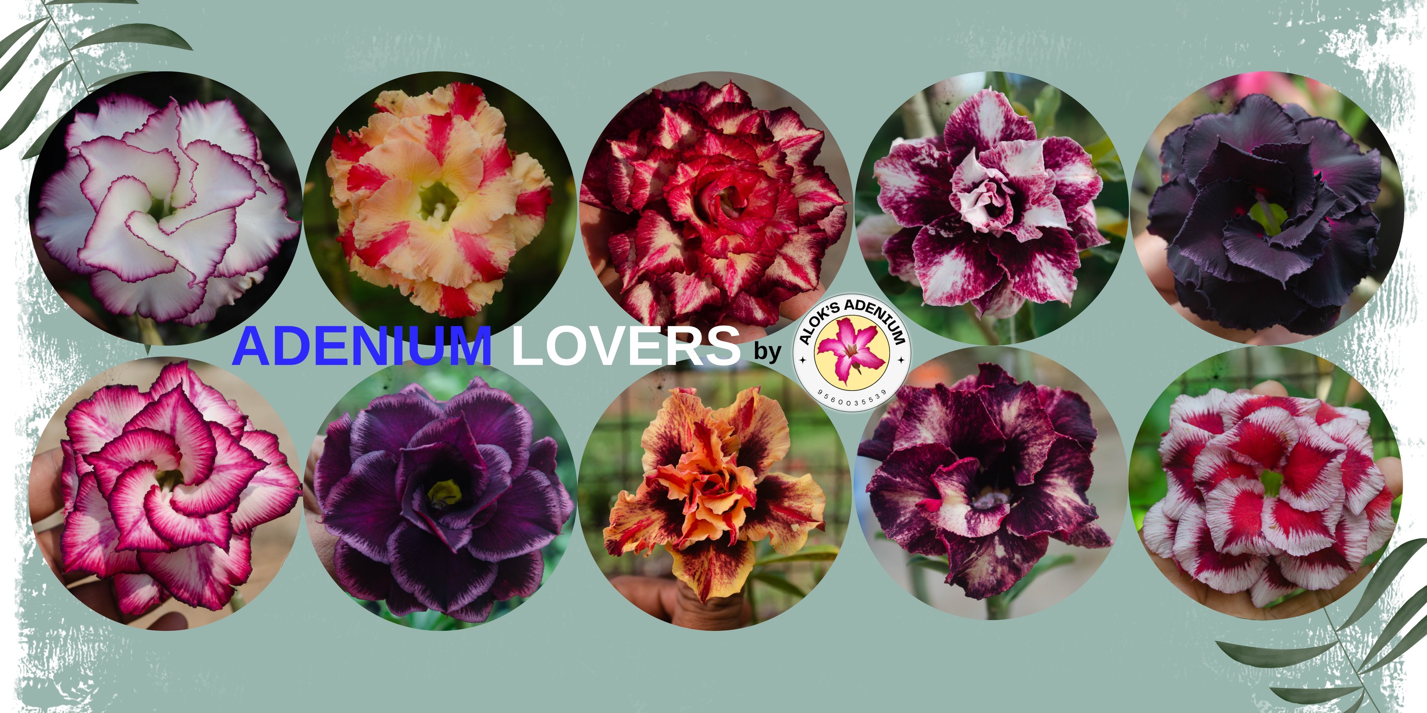 Adenium Lovers | The same caudex, but the flower color changes every ...