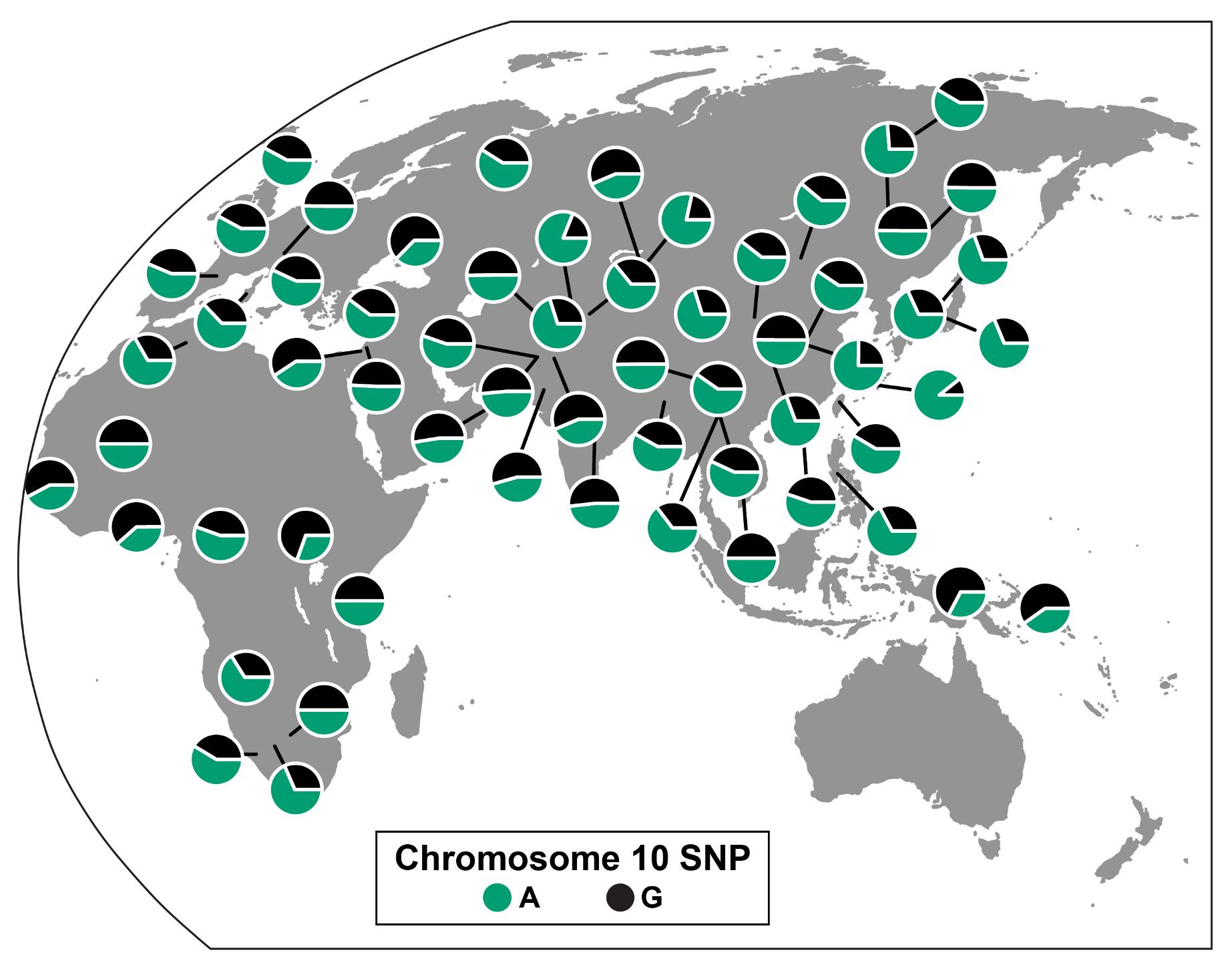 BioInteractive - How does genetic diversity vary among and... | Facebook