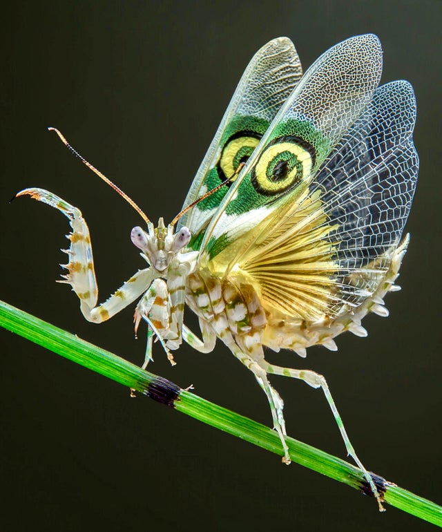 Science Says This - Say hello to the Spiny Flower Mantis!👋 𝔽𝕦𝕟 𝔽𝕒𝕔𝕥 ...