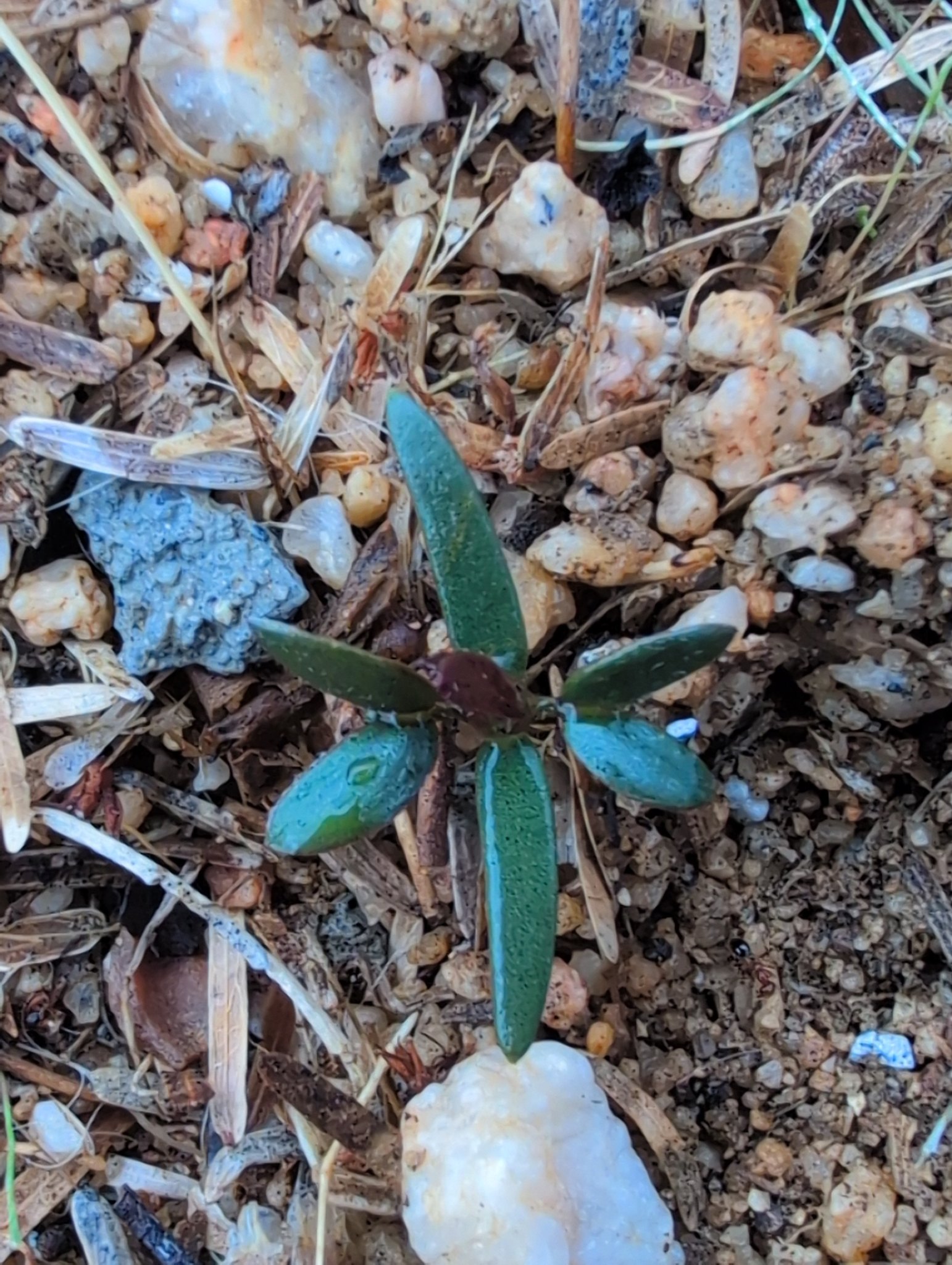 Identifying yucca species in Yucca Valley, CA