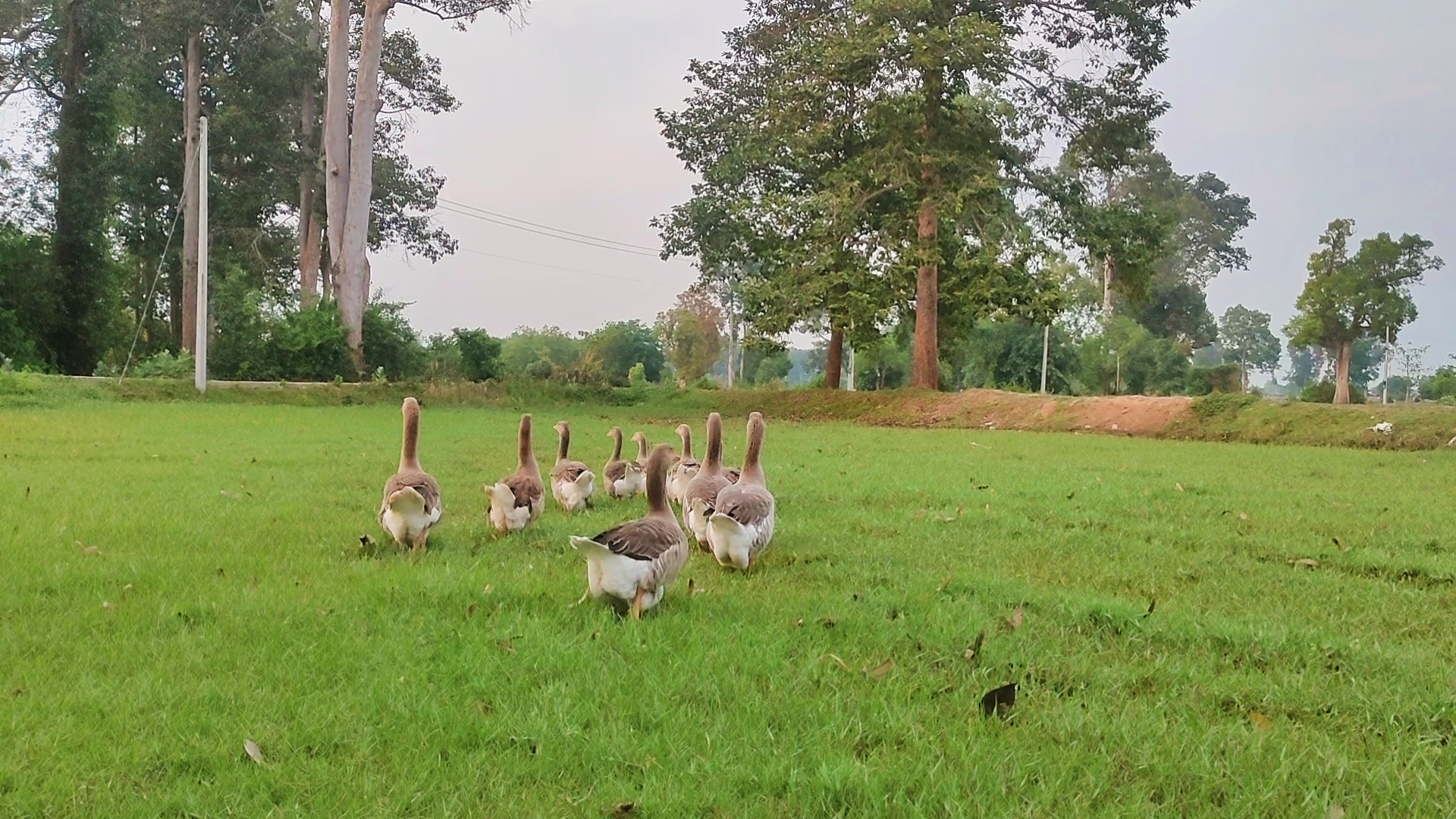 Master goose