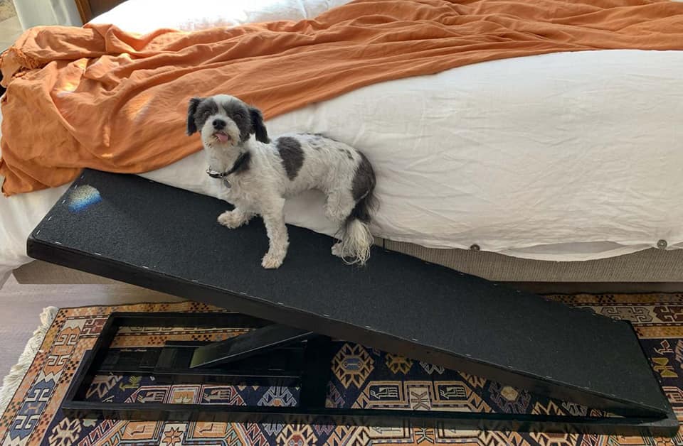 Our cute little client with... - Happy paws doggie ramps