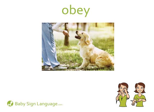 Sign Language Obedience A Guide To Dog Body Language : R/coolguides