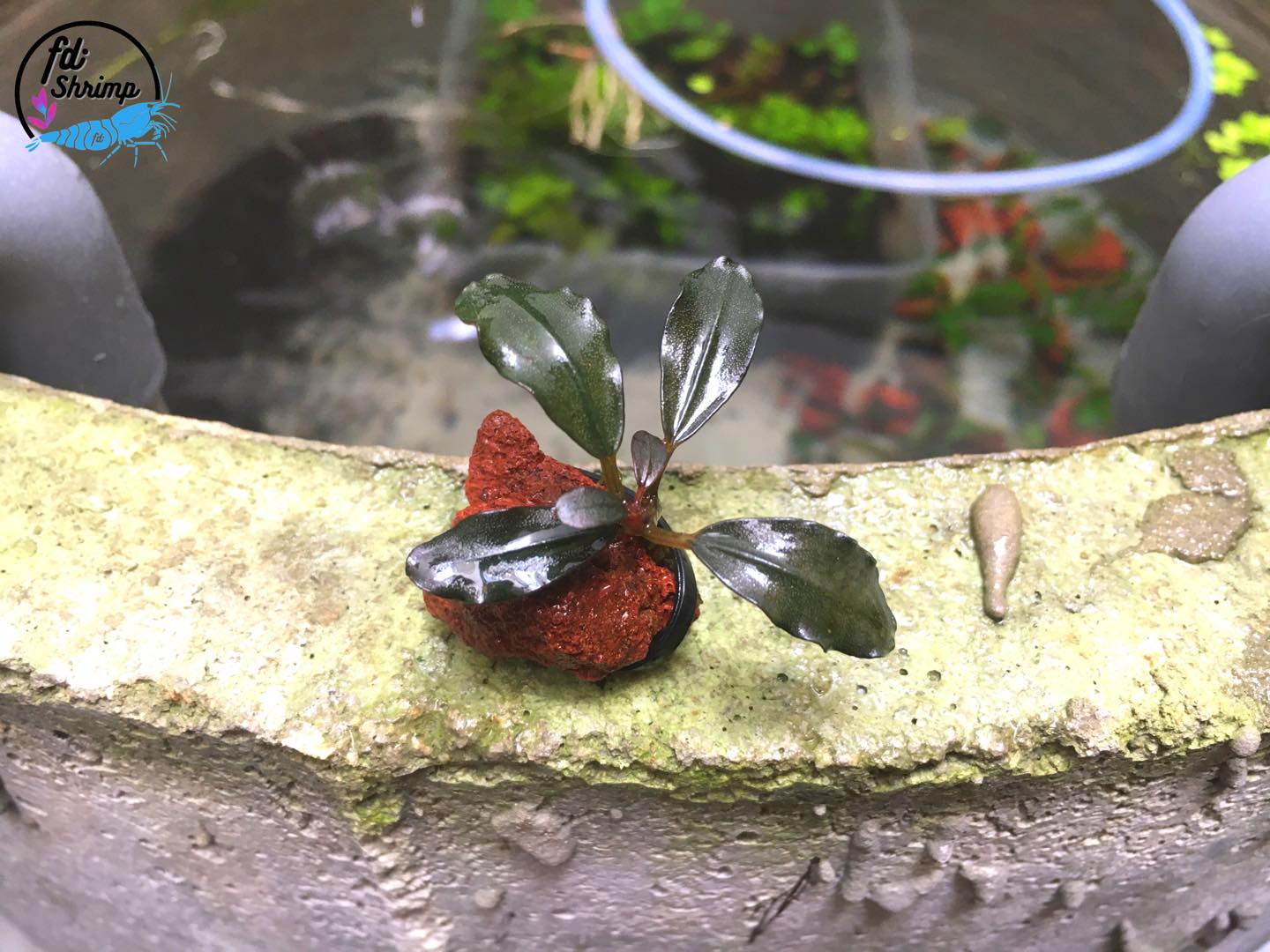 水草 Bucephalandra sp.Ghost dark red Dark red Bucephalandra