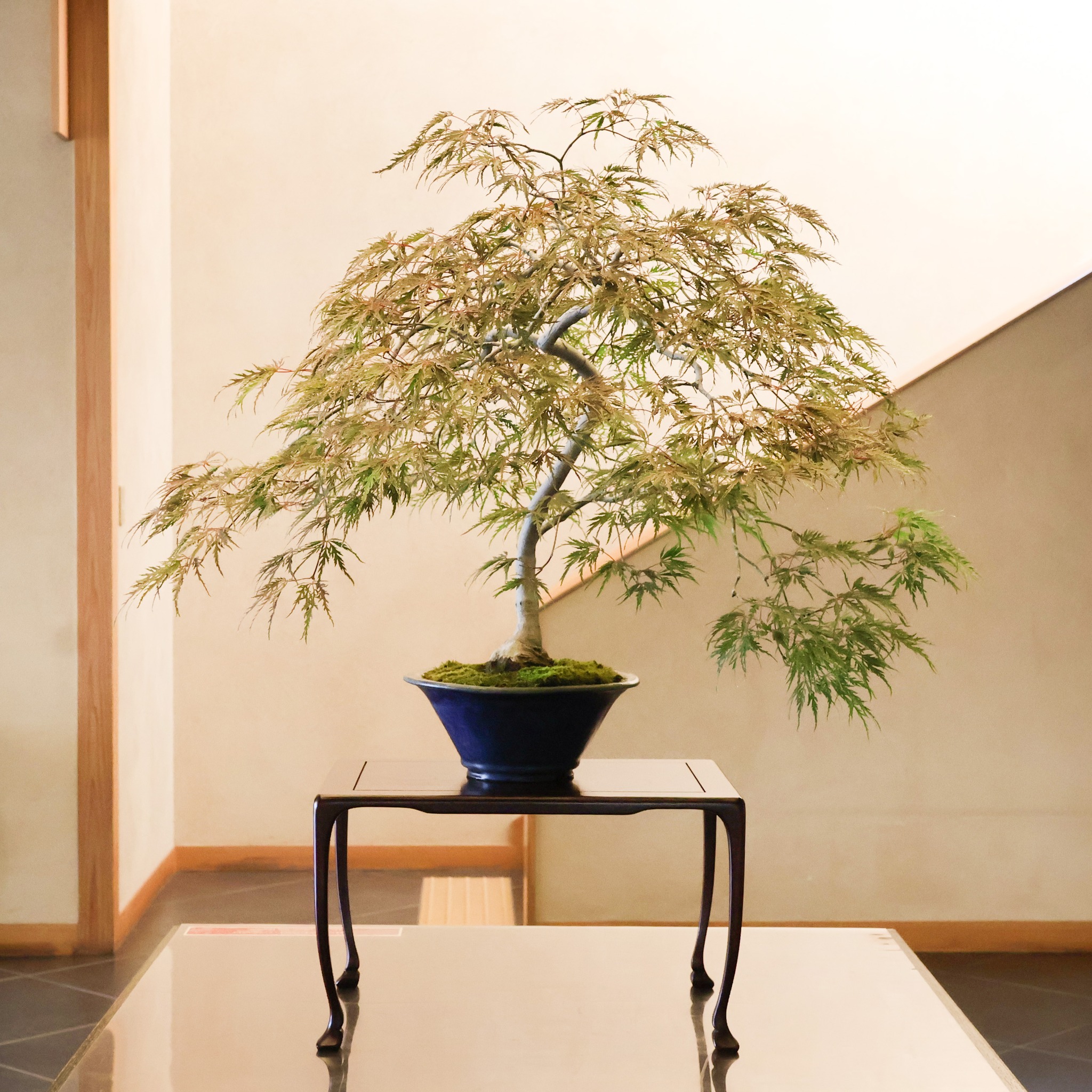 山桜（やまざくら） 推定樹齢400年 Yamazakura Japanese Mountain