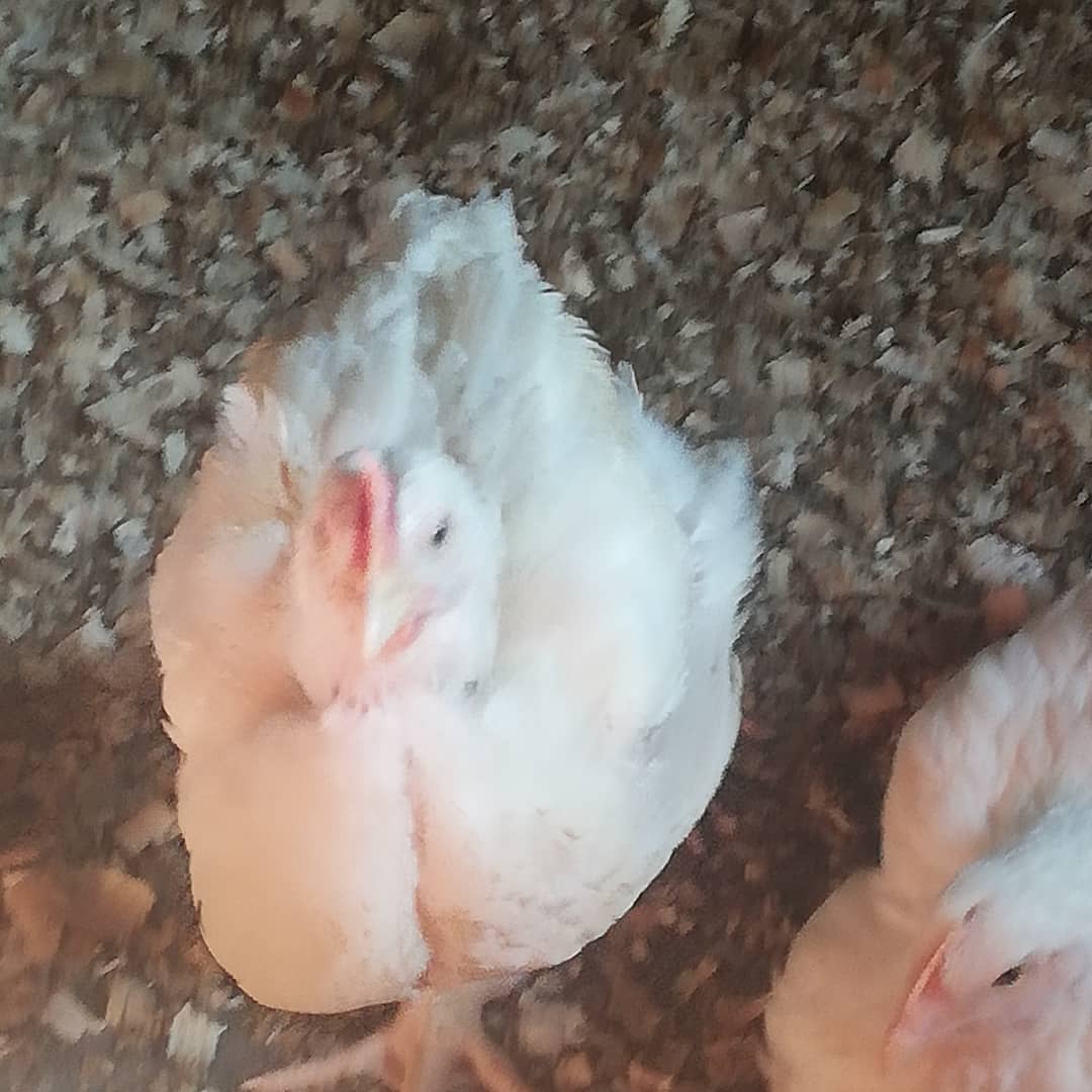 Peezel Farms 