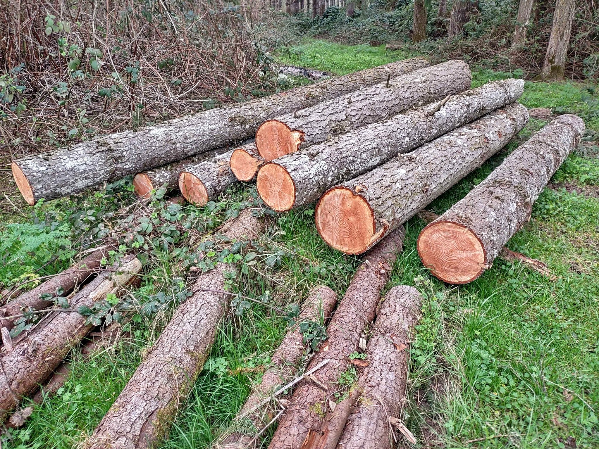 Fir logs or rounds - Landscaping Materials - Molalla, Oregon | Facebook ...