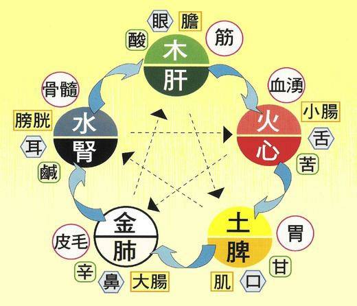 Ming De Chinese Cultural Education Centre 明德中华文化教育中心 - 五德 五行 五脏六腑 五官 当发 ...