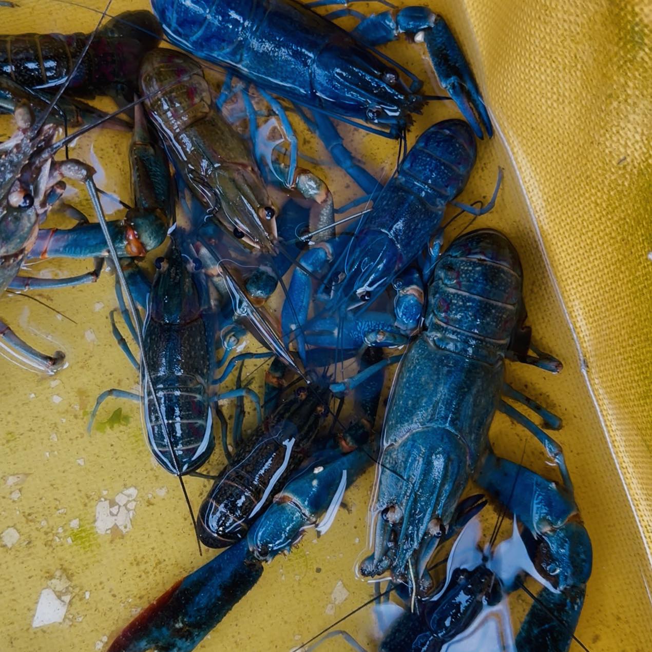 Roland's - Ang Crayfish guidelines draft na ginawa ng Bureau of ...