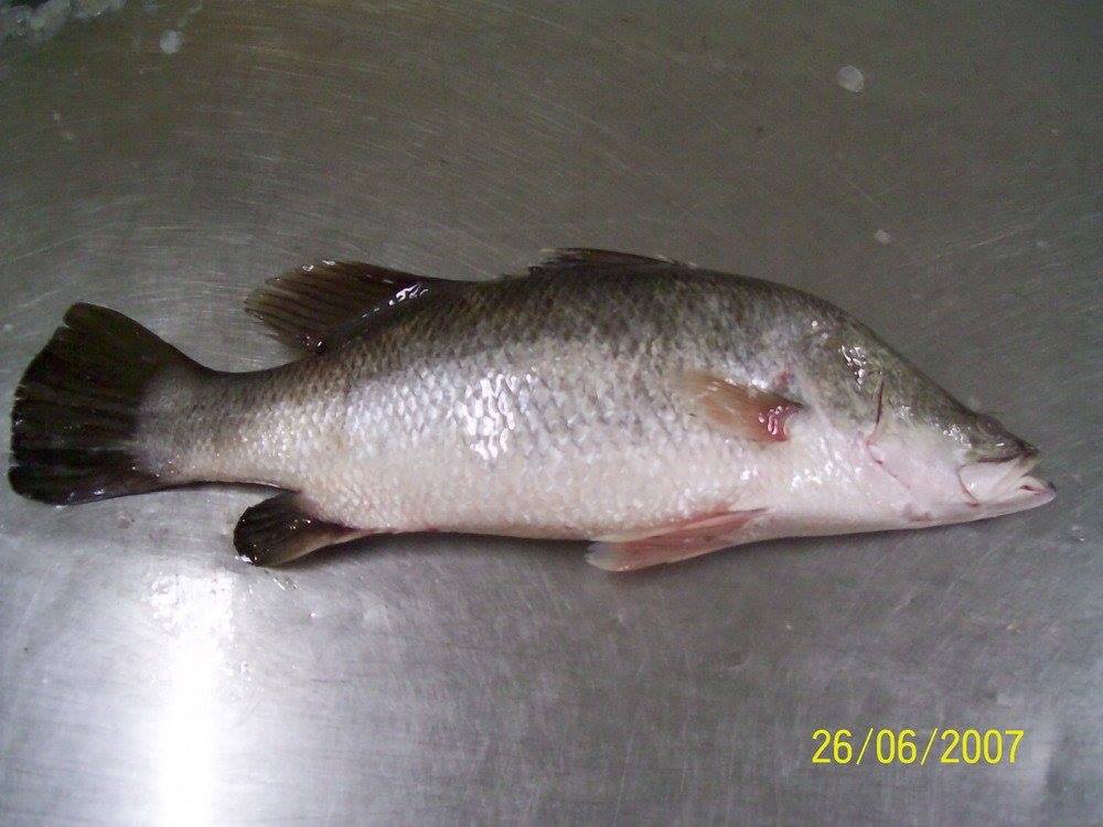 Taz Sea Fish Supplier | Chittagong