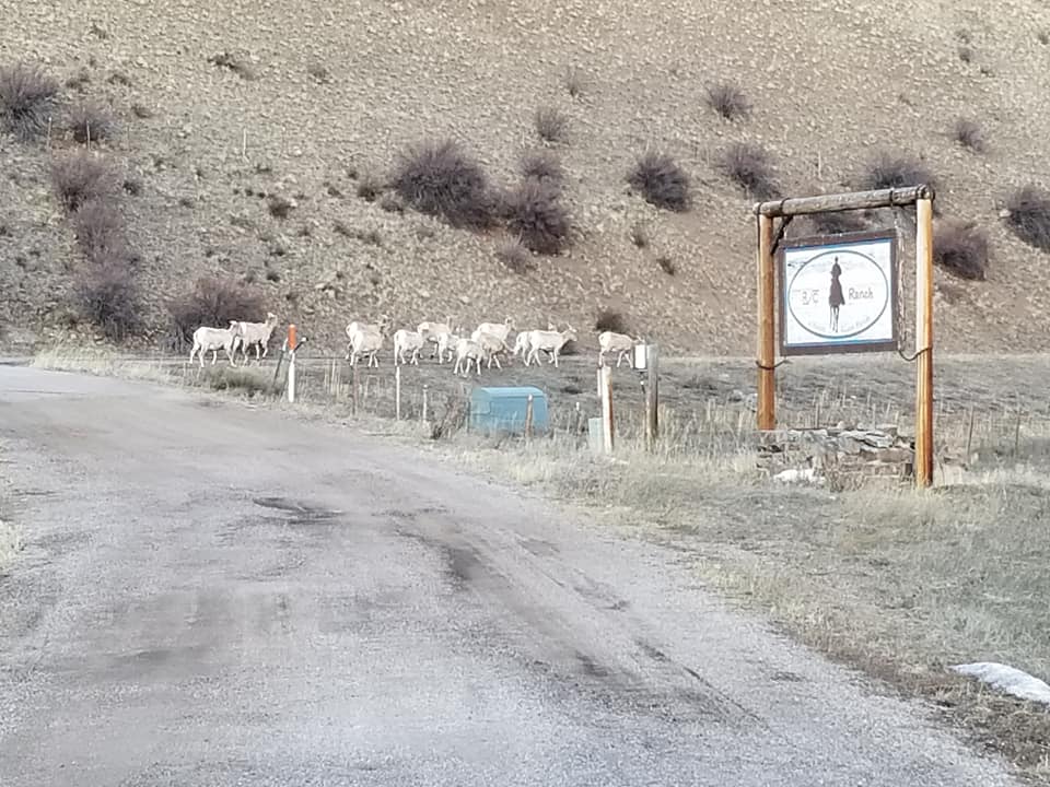 RC Guest Ranch | Creede CO