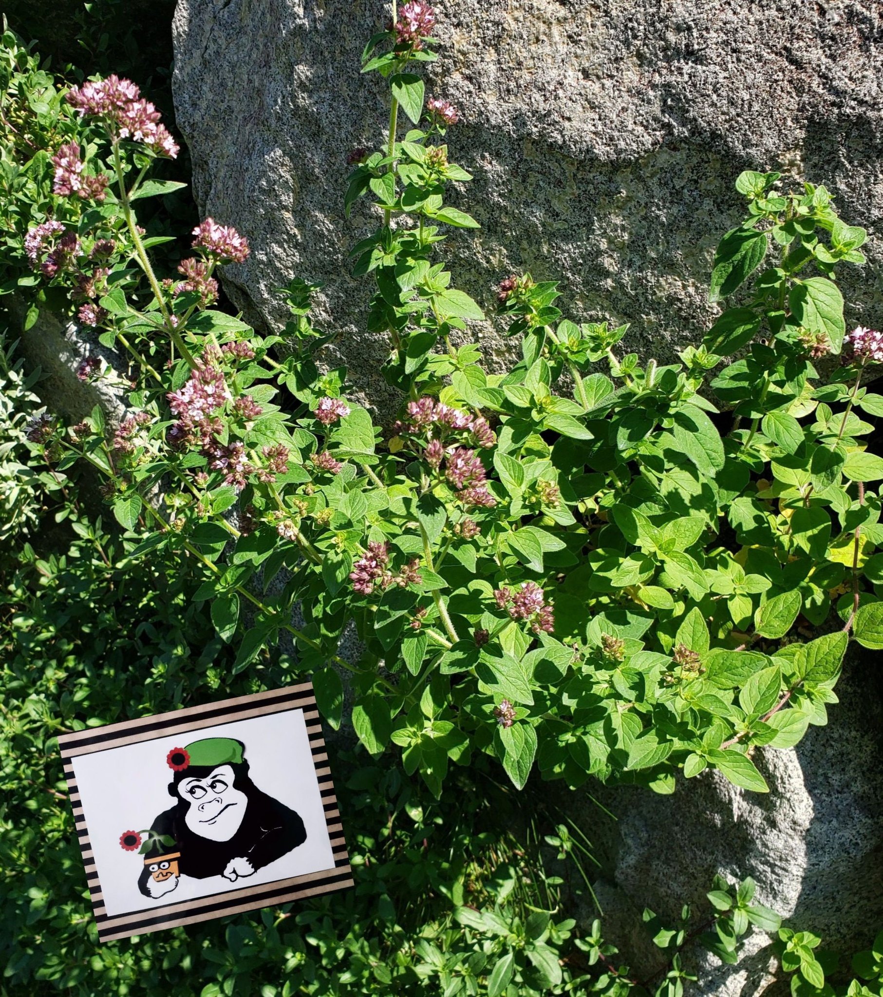 What kind of plant grows on walls?