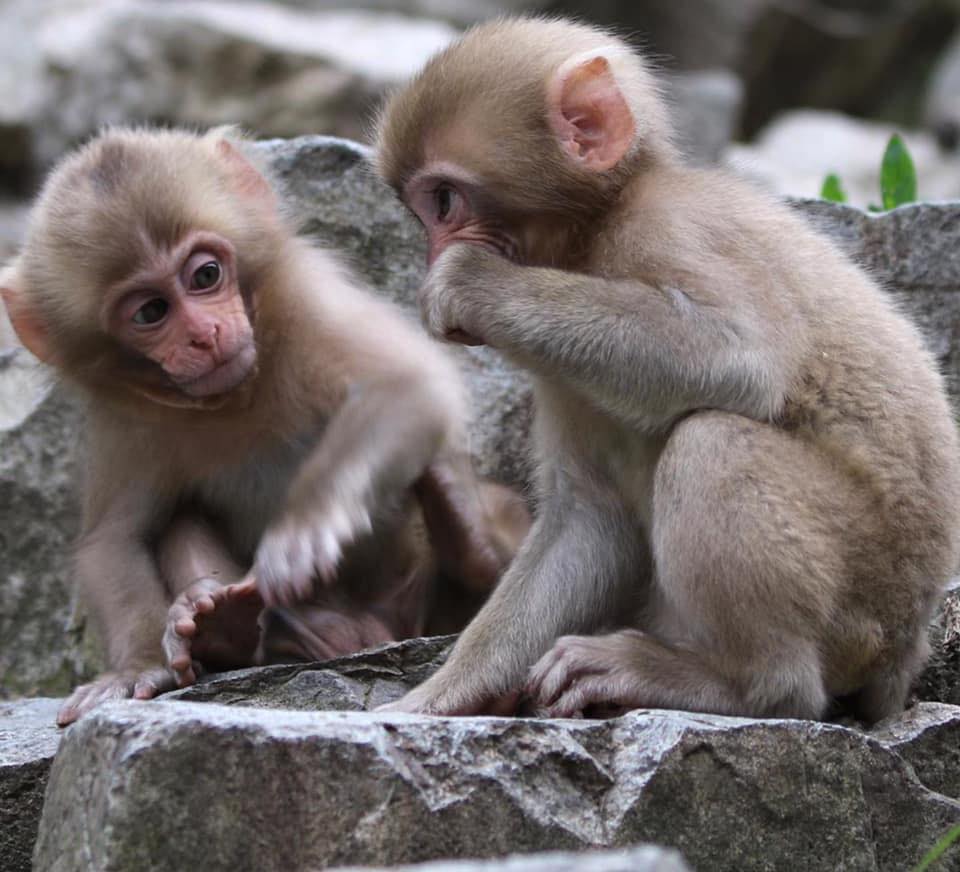 Capuchin monkeys for Adoption