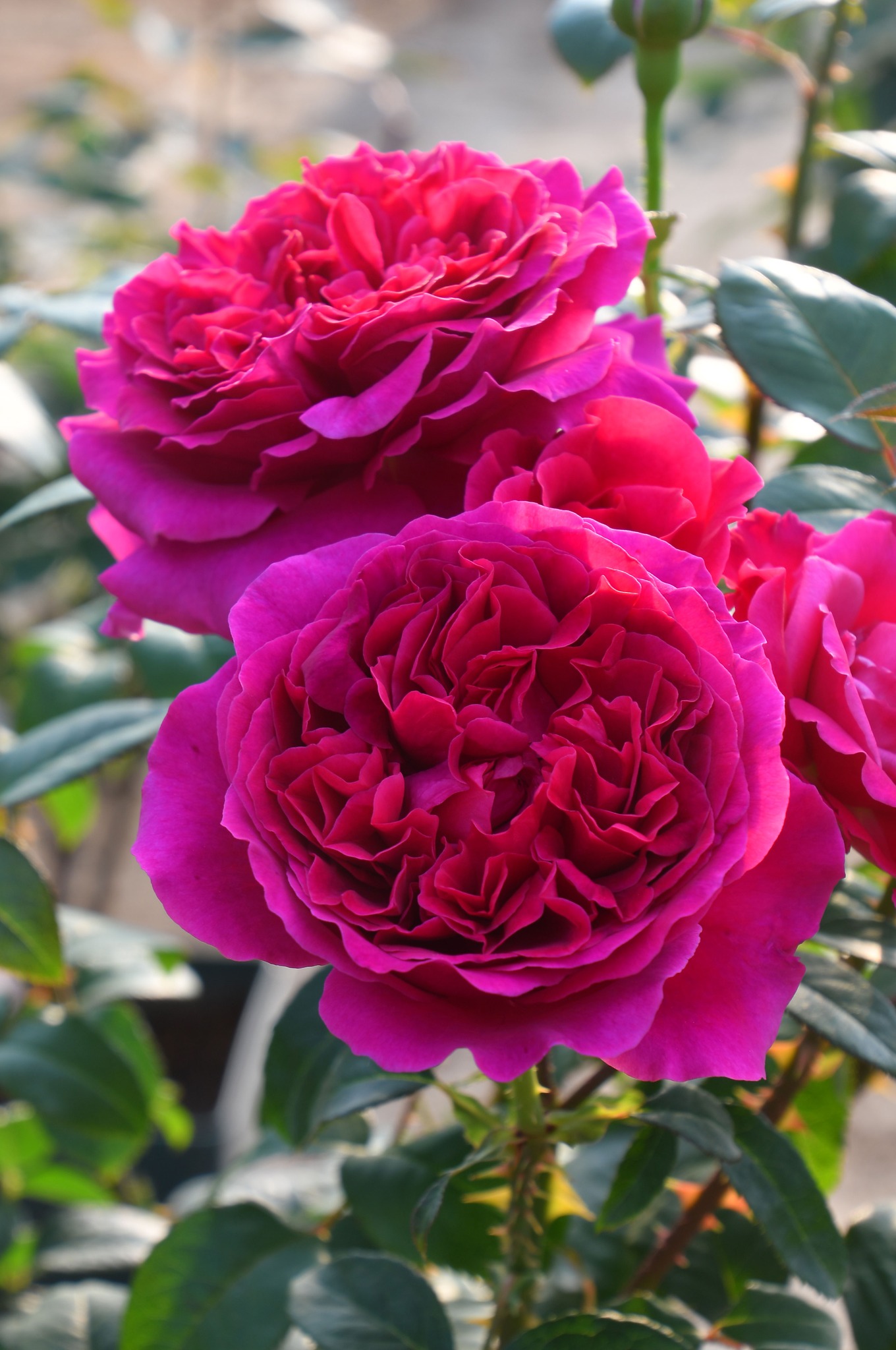 バラの家 - 淡いピンクの花色にボタンアイとシベが可愛らしい小さな