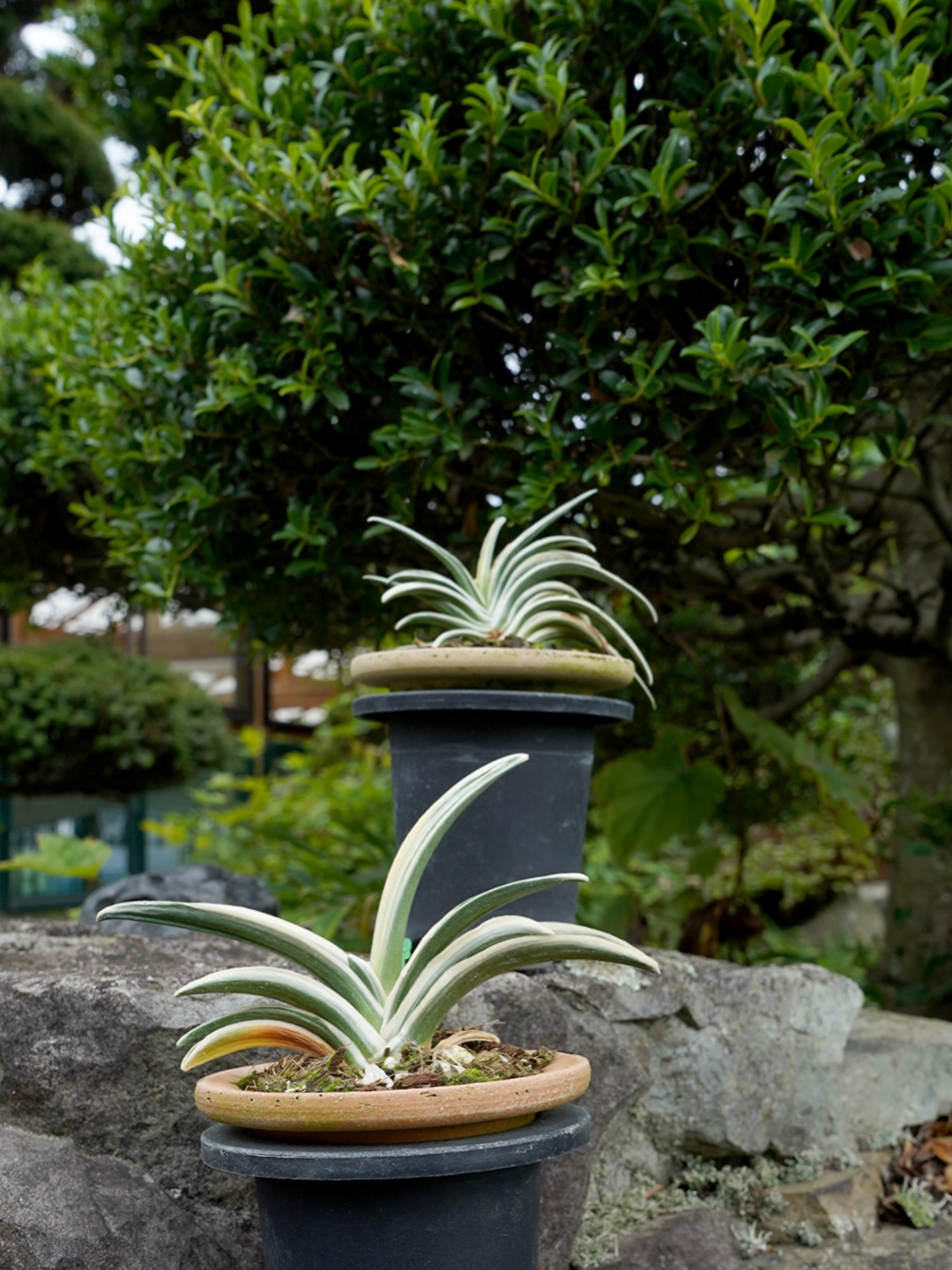やっぱり四君子だね 万年青（omoto）🌱 Rohdea Japonica Roth 品種名