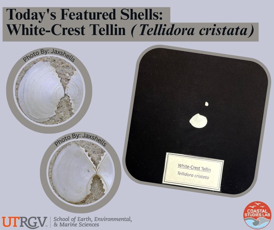🌊 Shell of the Day:... - UTRGV Coastal Studies Lab | Facebook