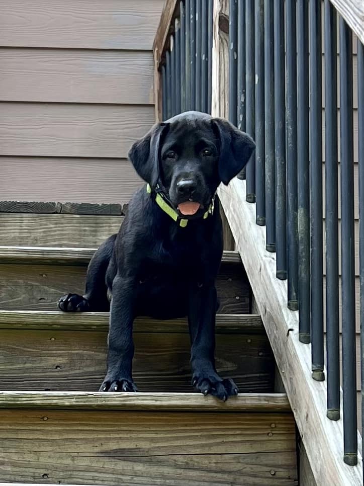 Silver Ridge Labradors of Georgia