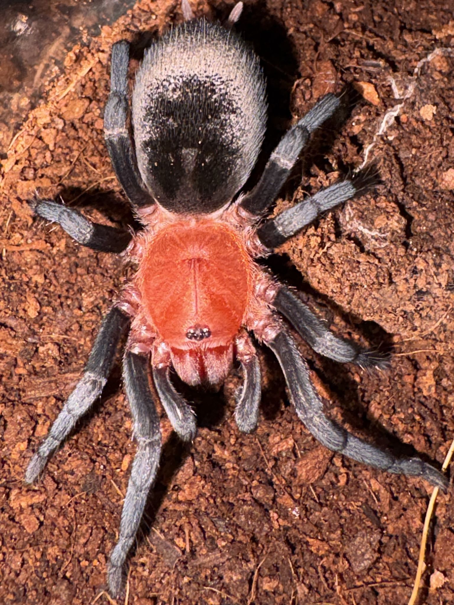 Rainbow アパッチ tarantura Rainbow colored spider as big as a tarantula?