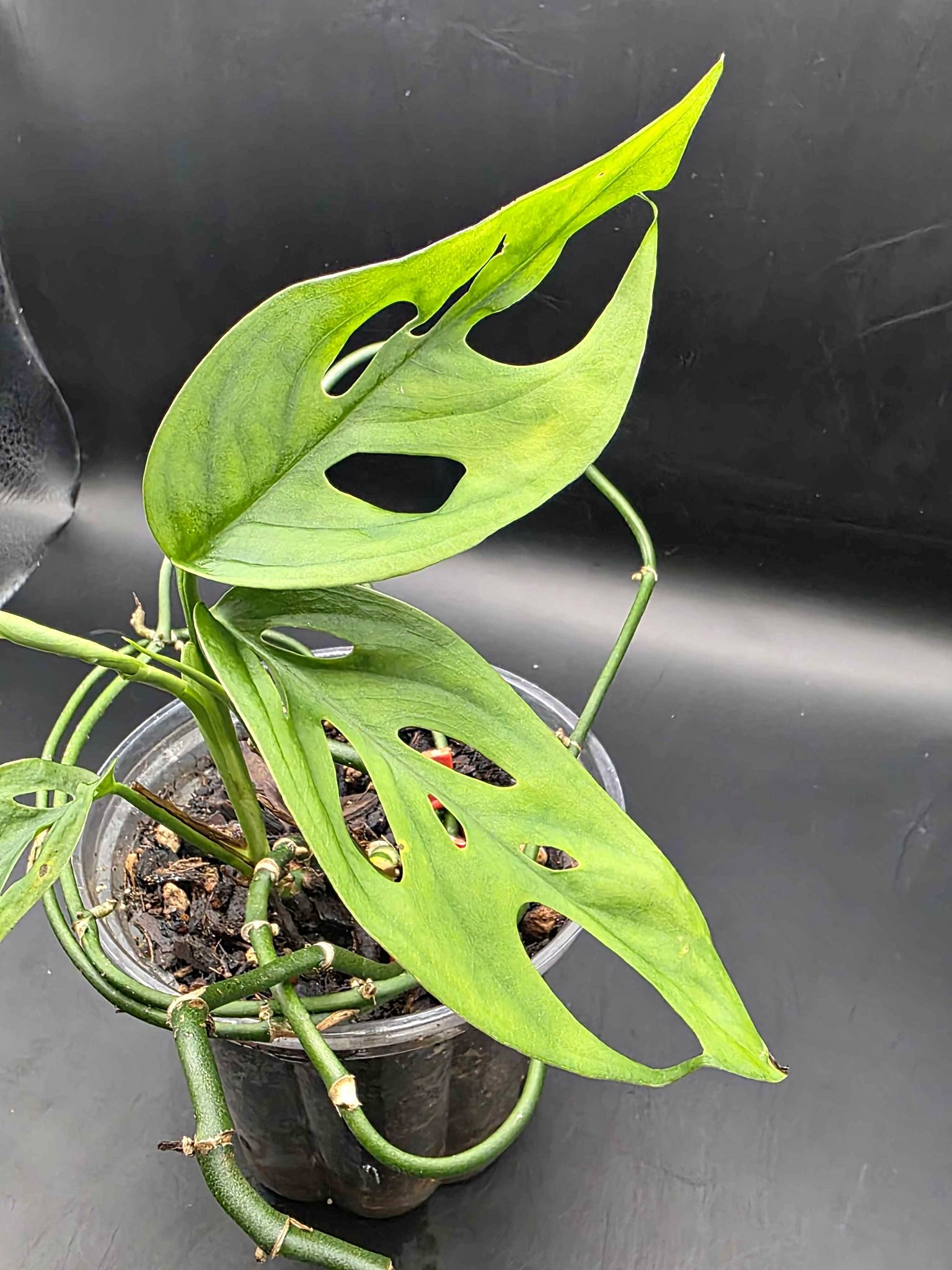 Monstera Adansonii - Plants & Seedlings - Hortonville, Wisconsin ...