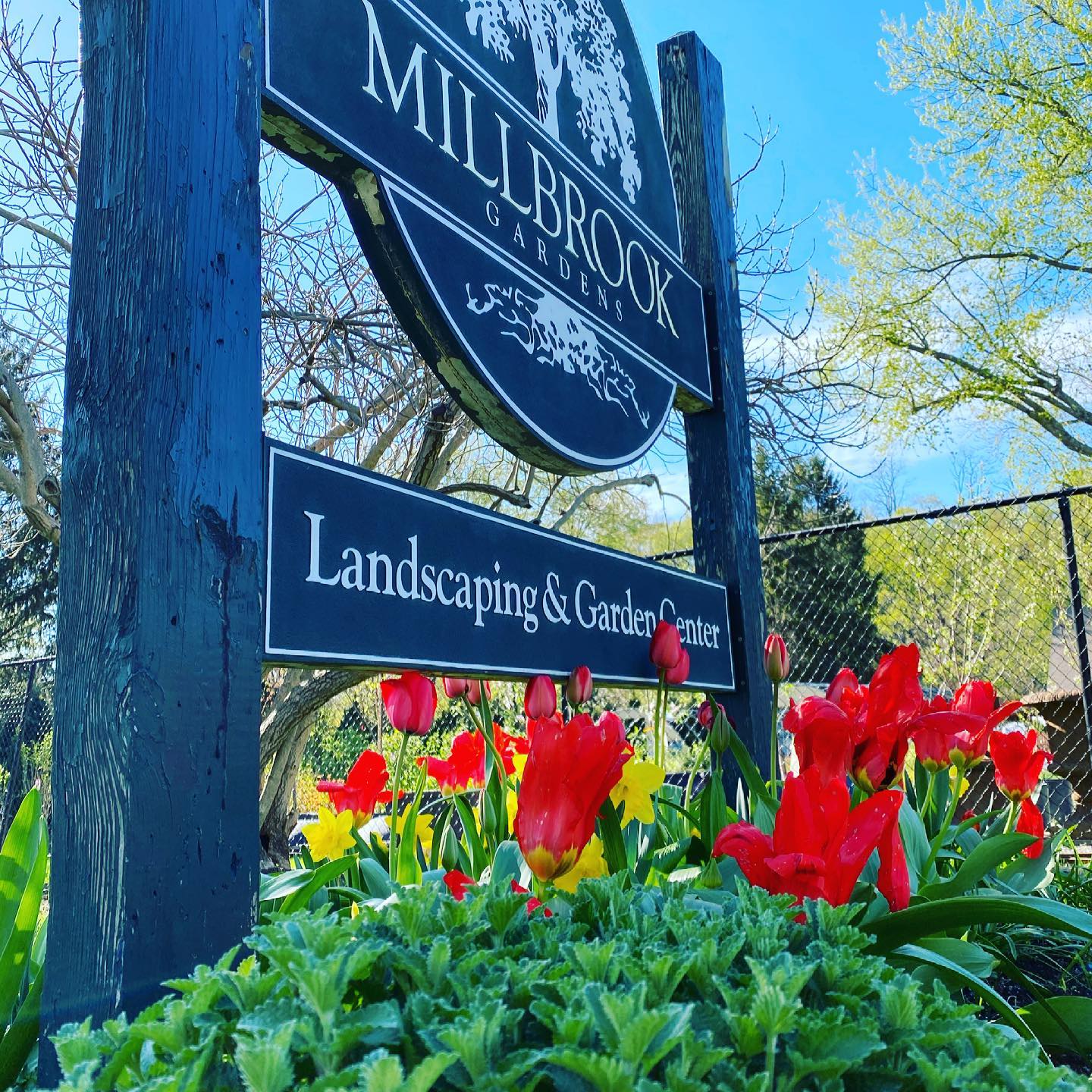 We are bursting at the... - Millbrook Gardens Landscaping