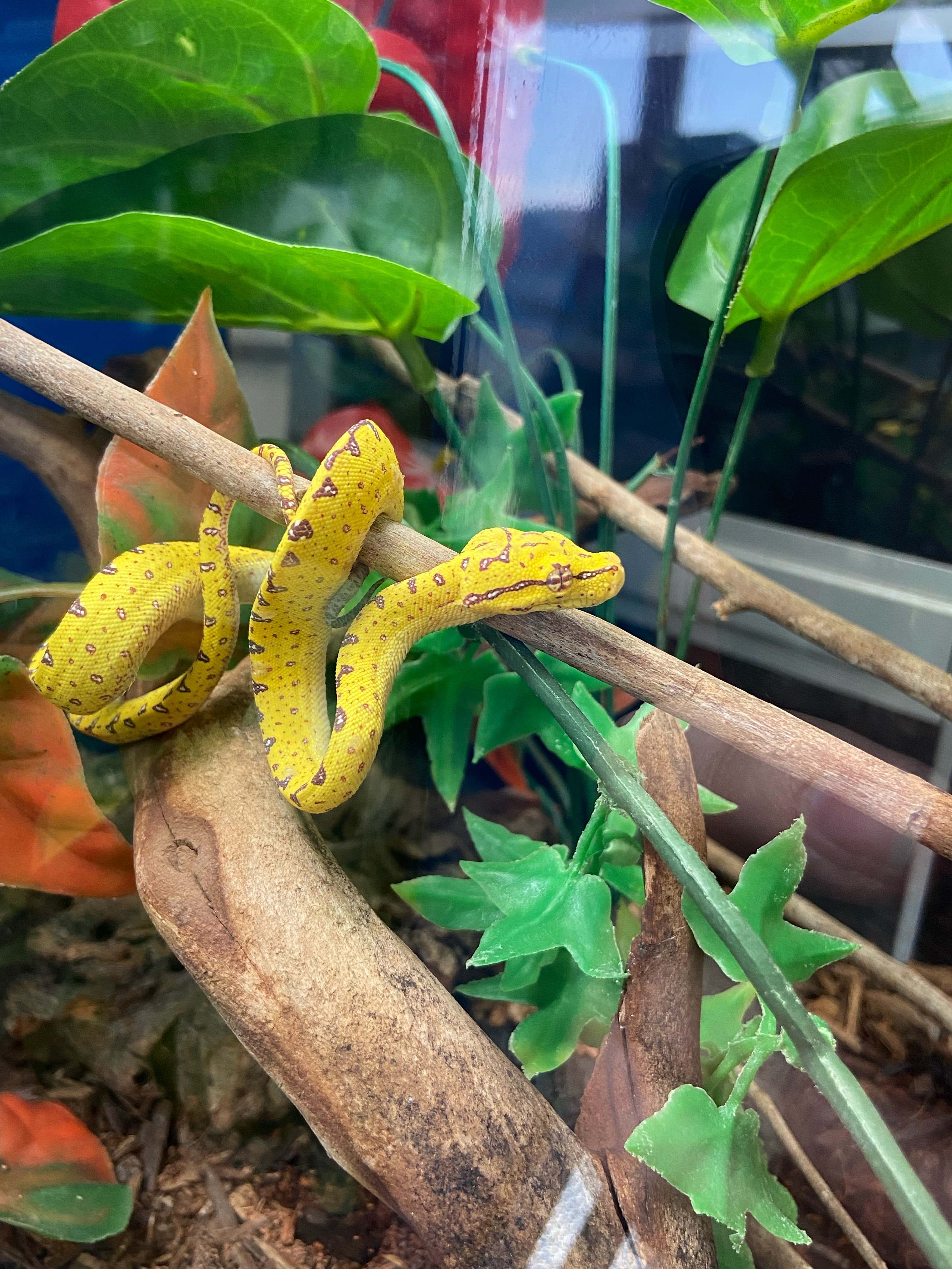 Baby green tree python at LLLReptile Phoenix