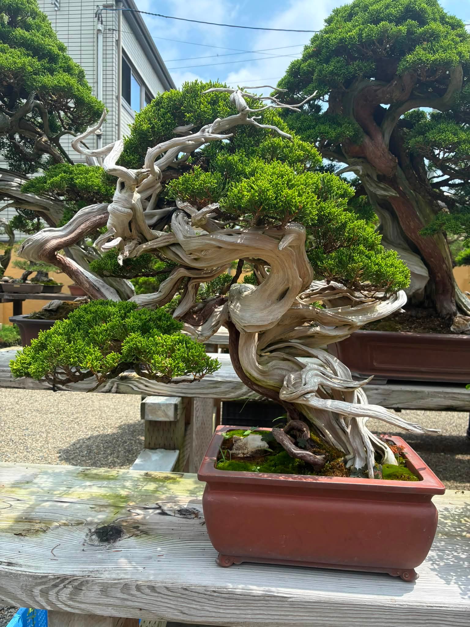 大品 文人系 真柏盆栽】 ⭕古木…天然舎利6～8枚目 真柏 文人の盆栽を