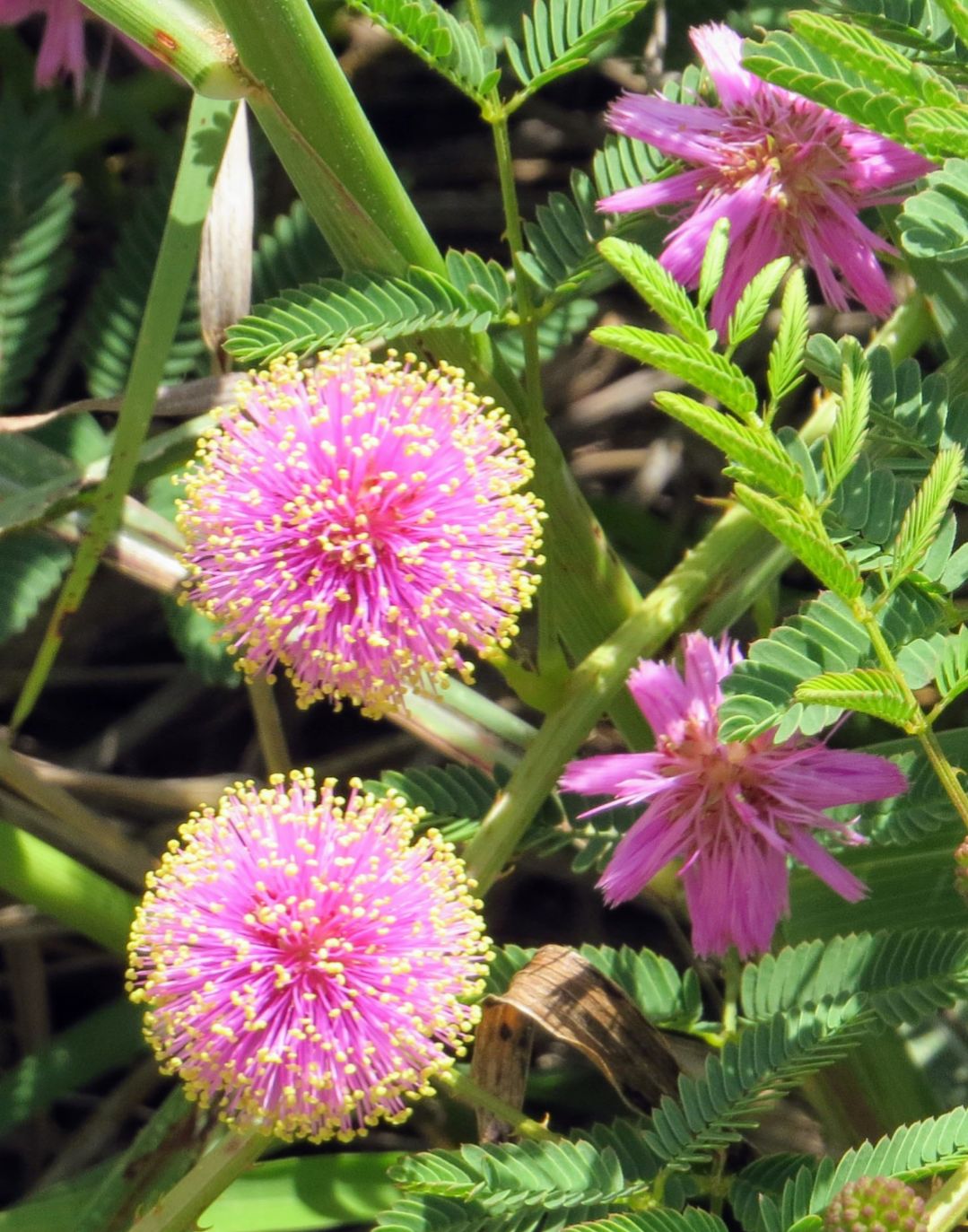 Are white flowering mimosas native to Austin, TX?